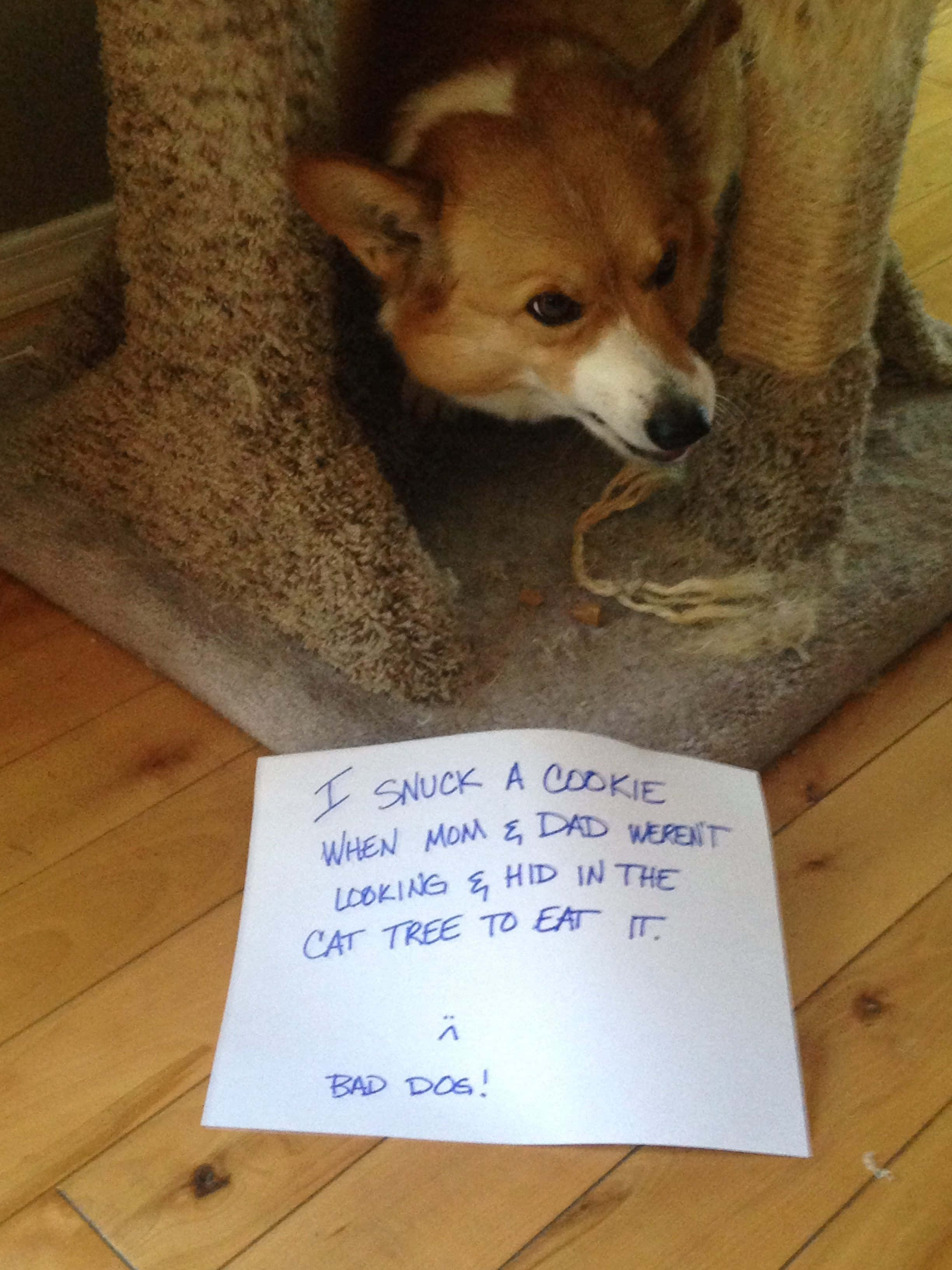 "Bu komik corgi resmine gülmekten kendimi alamıyorum!" Duvar Kağıdı