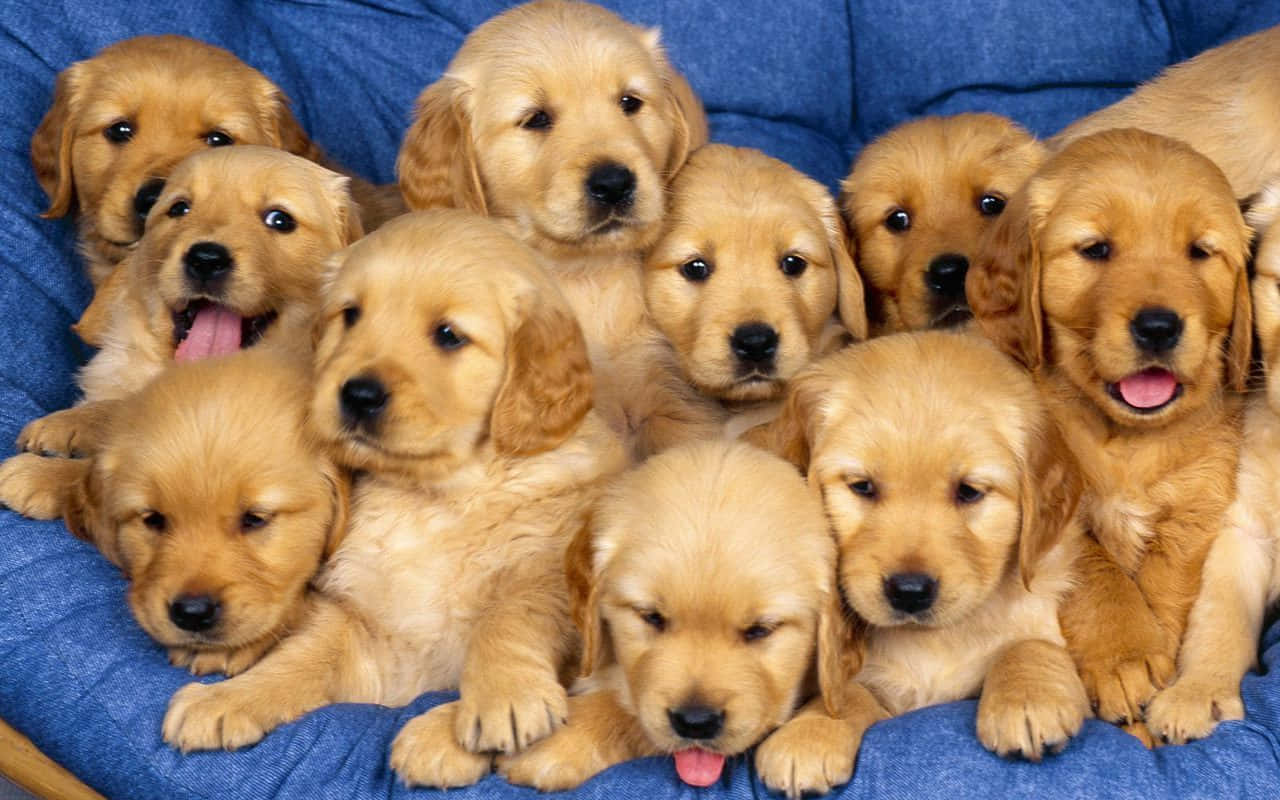 Bu sevimli köpek yavrusu gününüzü aydınlatmaya hazır. Duvar Kağıdı