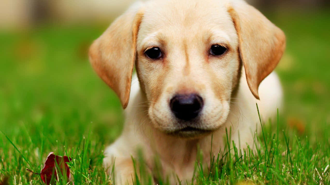 Bu Sevimli Yavru Köpek Macera Dolu Bir Güne Hazır Görünüyor Duvar Kağıdı