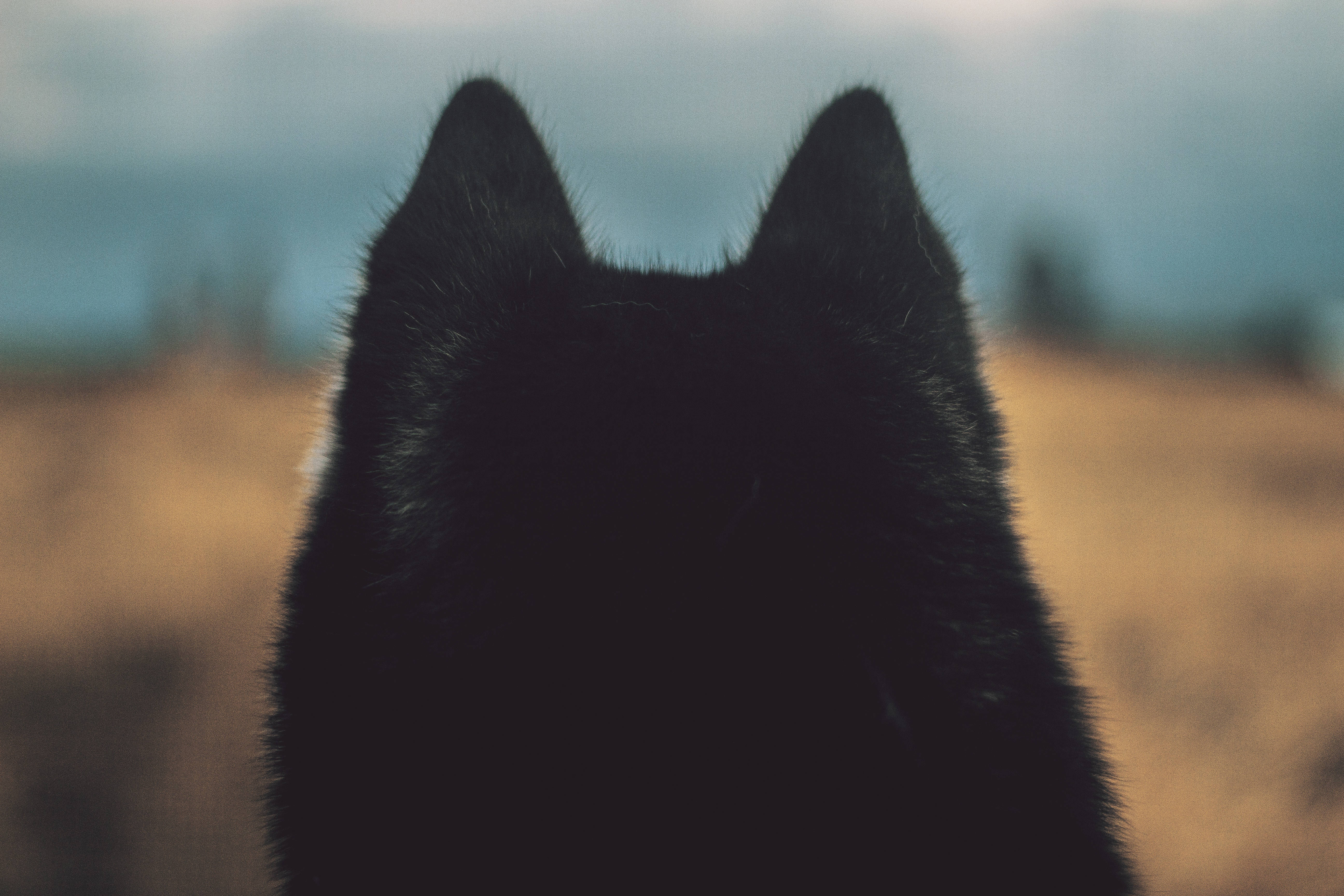 Bu Siyah Tüylü Köpek Oynamak İstiyor Duvar Kağıdı