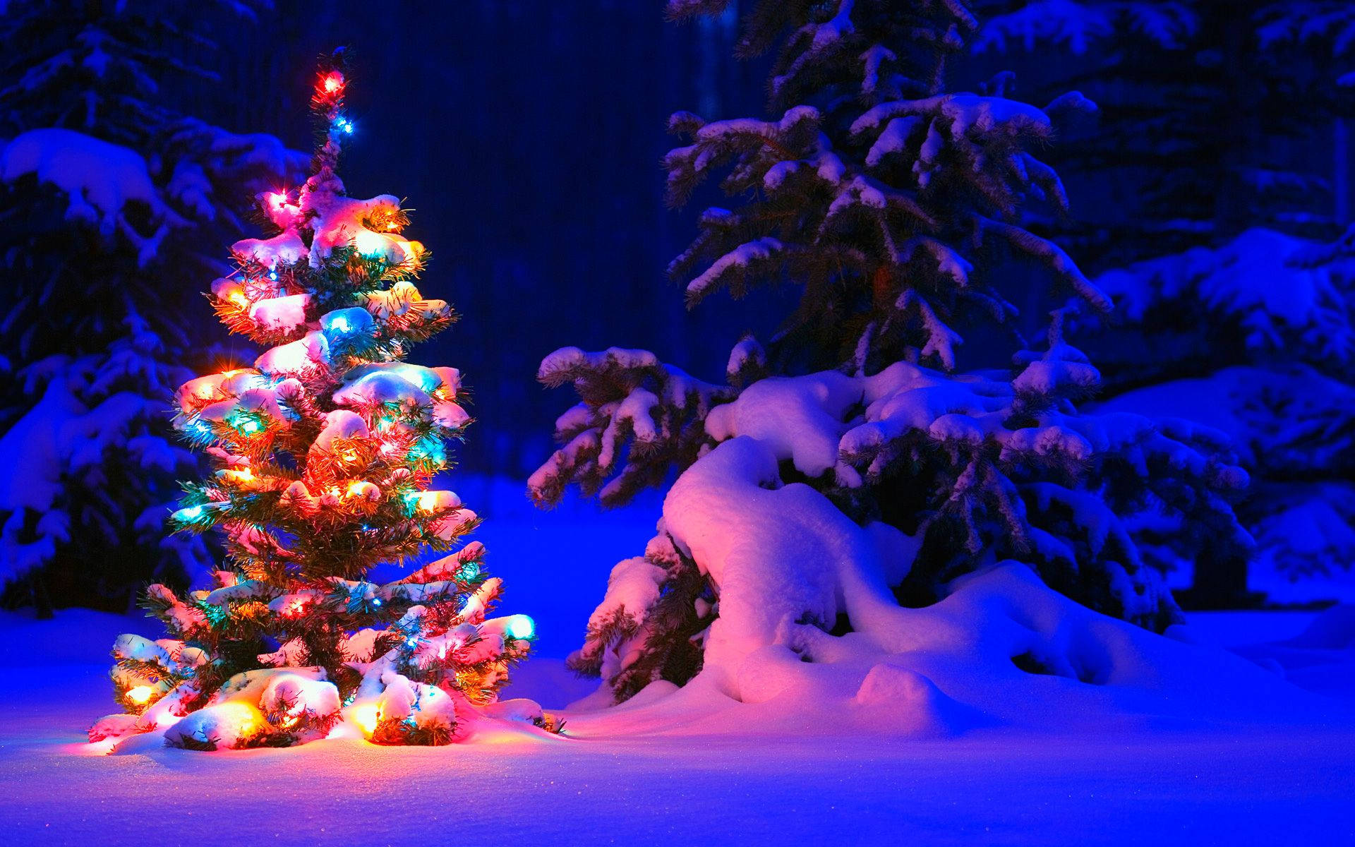 "Bu Tatil Sezonunda, gerçekten sevimli bir Noel ağacıyla kutlayın!" Duvar Kağıdı