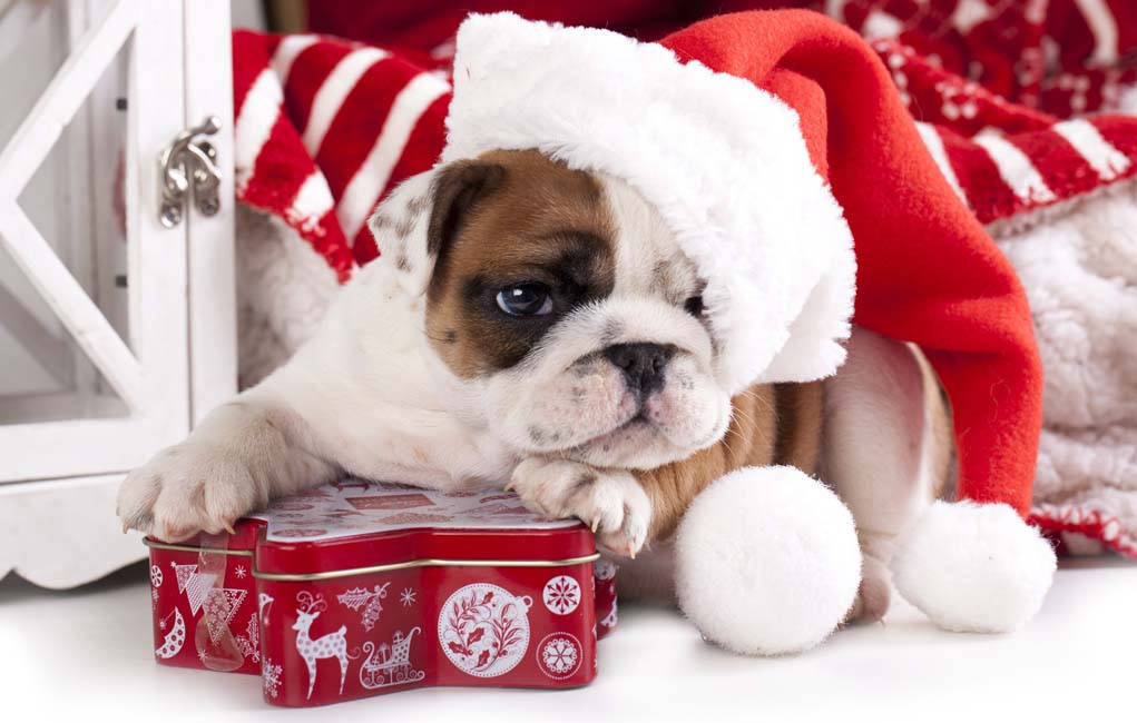 Bulldog Yavrusu Noel Hediyesi Duvar Kağıdı