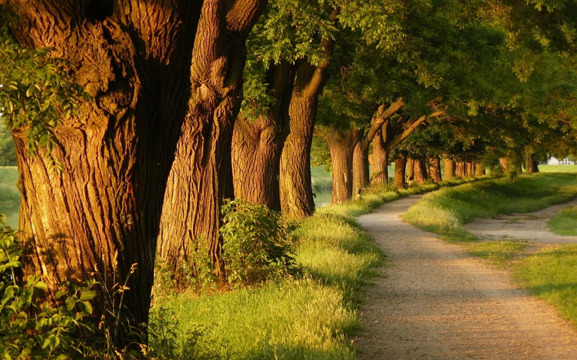 Büyük Ağaçların Yanındaki Patika Duvar Kağıdı