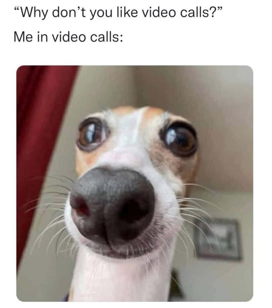 Büyük Gözlü Köpek Meme Resmi Duvar Kağıdı