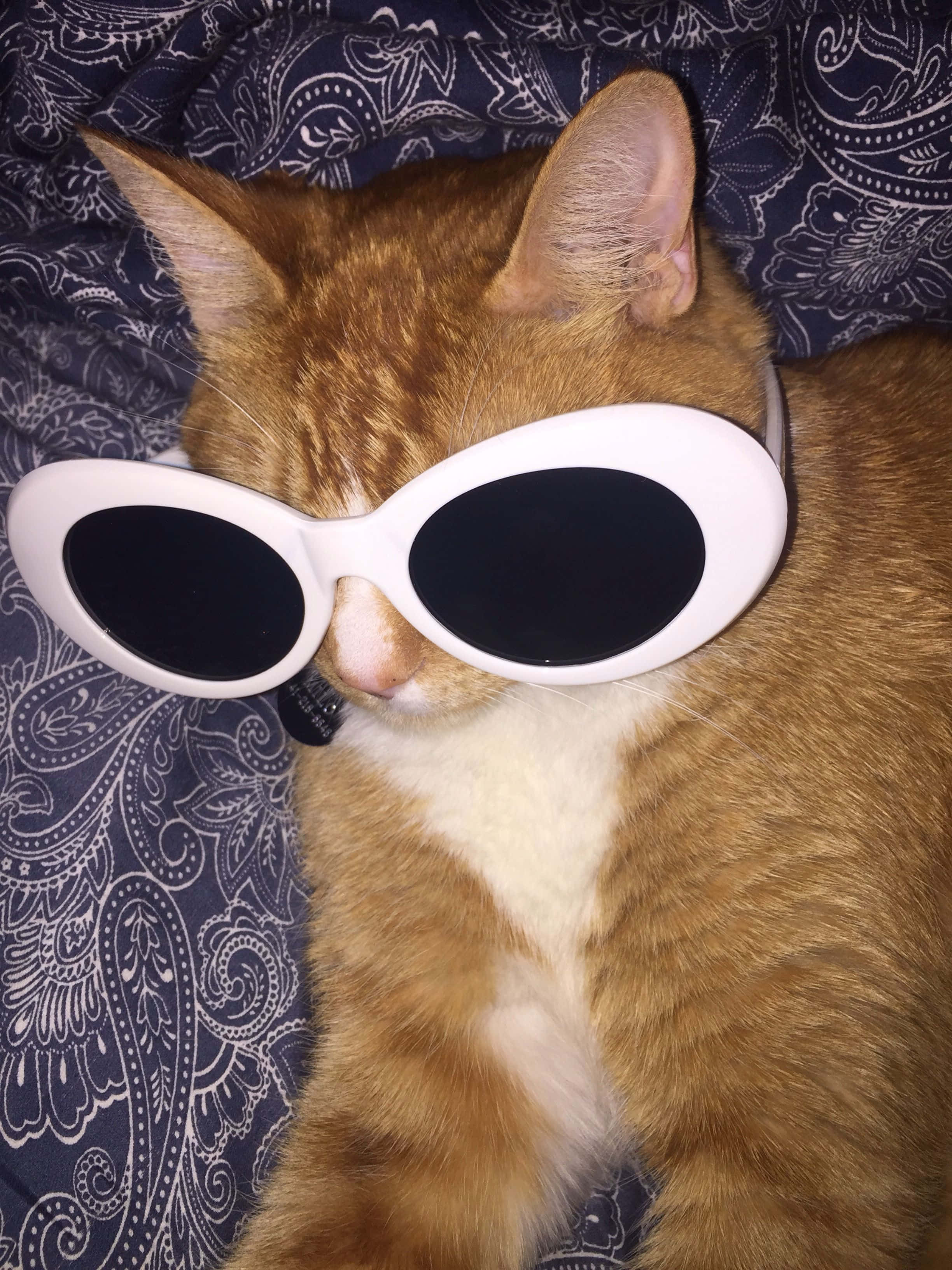 Büyük Güneş Gözlüklü Şirin Kedi PFP Duvar Kağıdı