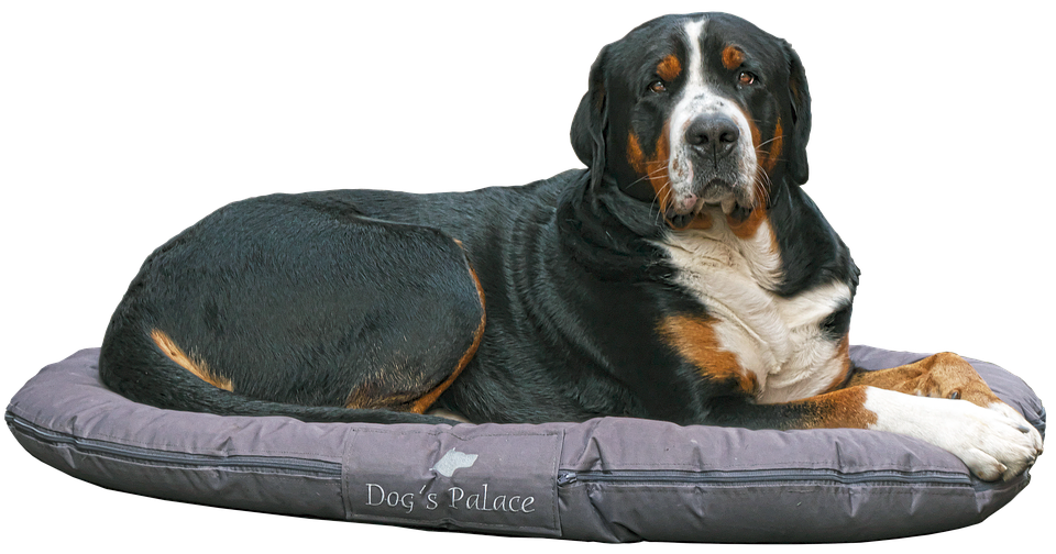 Büyük İsviçre Dağ Köpeği Yatakta Duvar Kağıdı