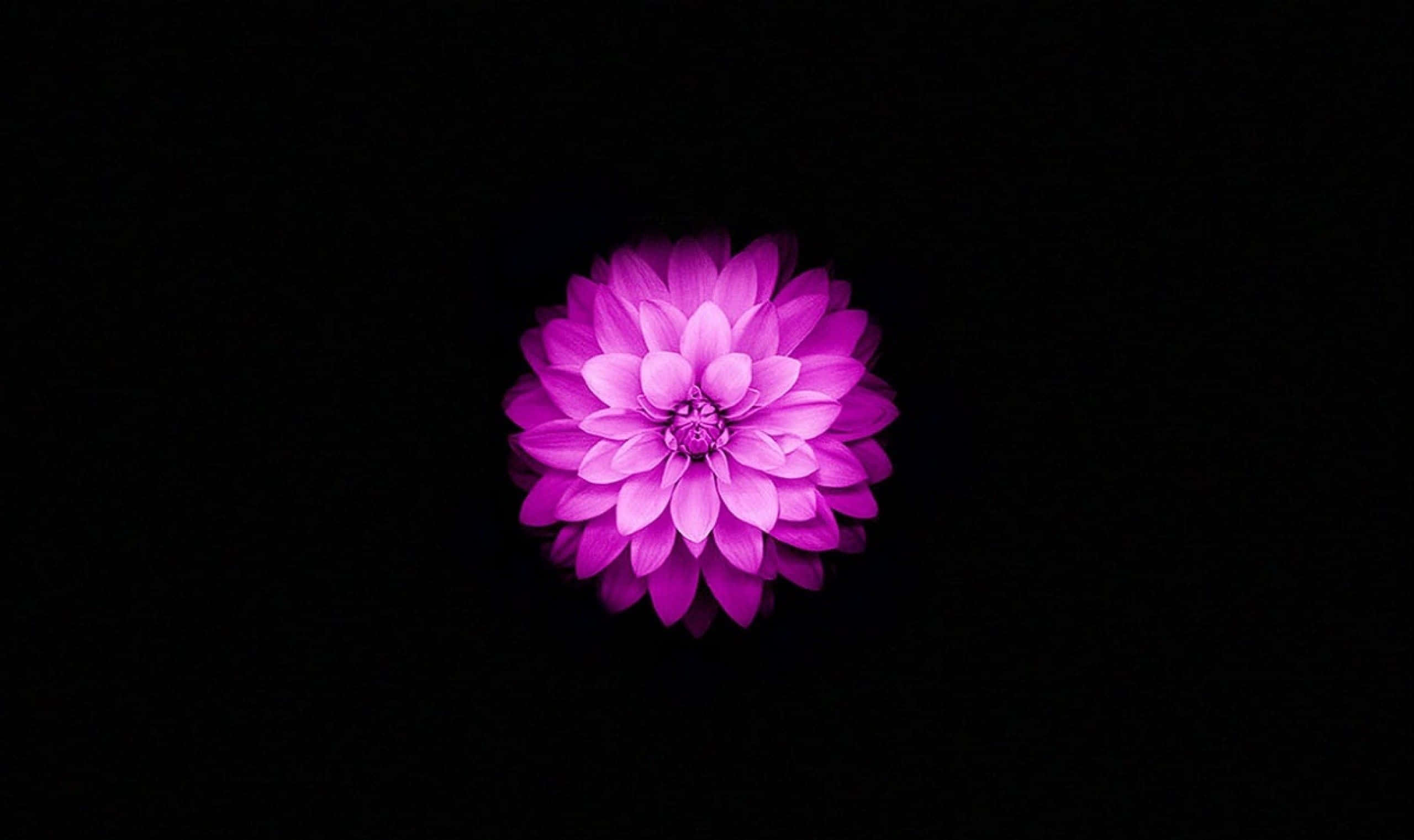 Büyüleyici Lotus Çiçeği Açılışı Duvar Kağıdı