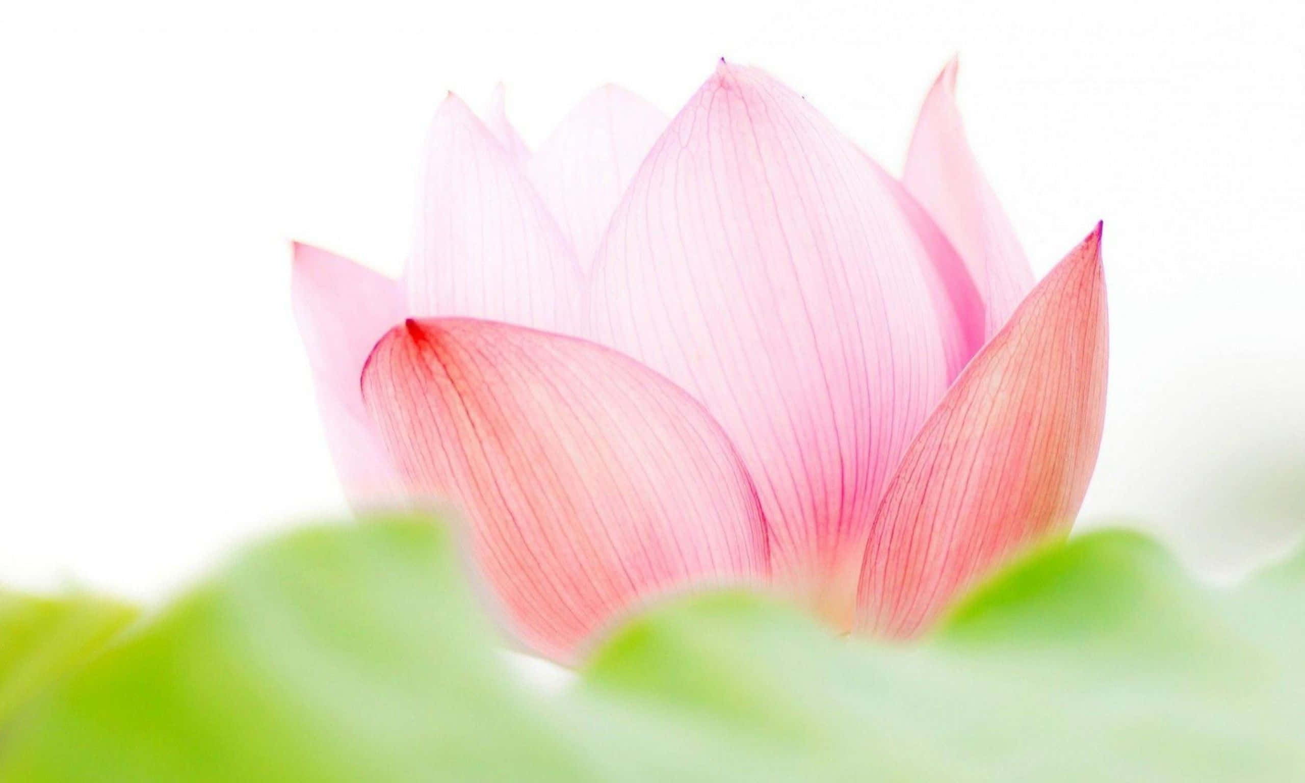 Büyüleyici Pembe Lotus Çiçeği Duvar Kağıdı