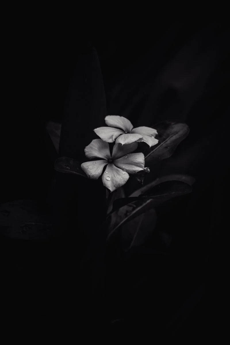 BW Frangipani iPhone Karanlık Duvar Kağıdı