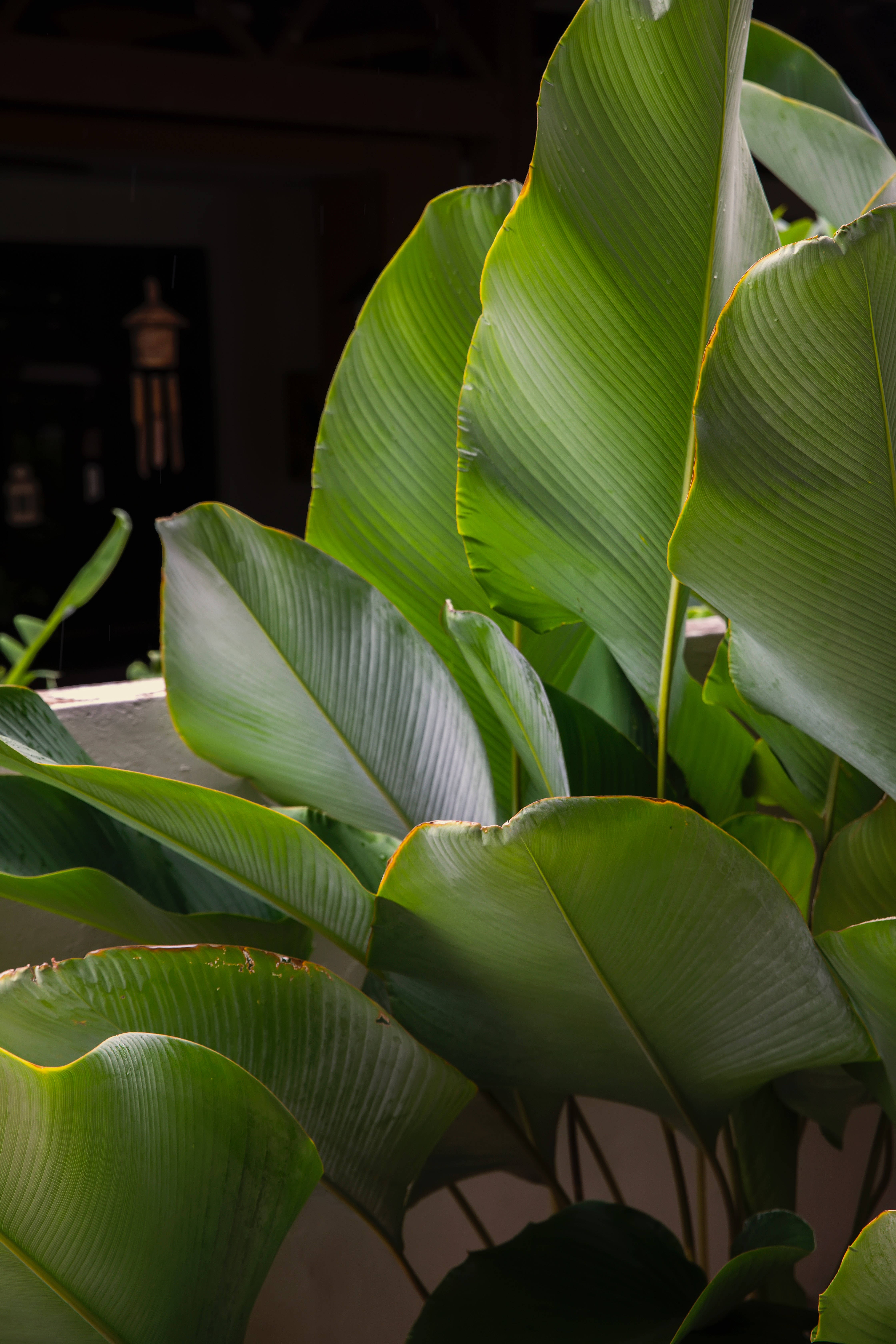 Calathea Lutea Bitkisi Estetiği Duvar Kağıdı