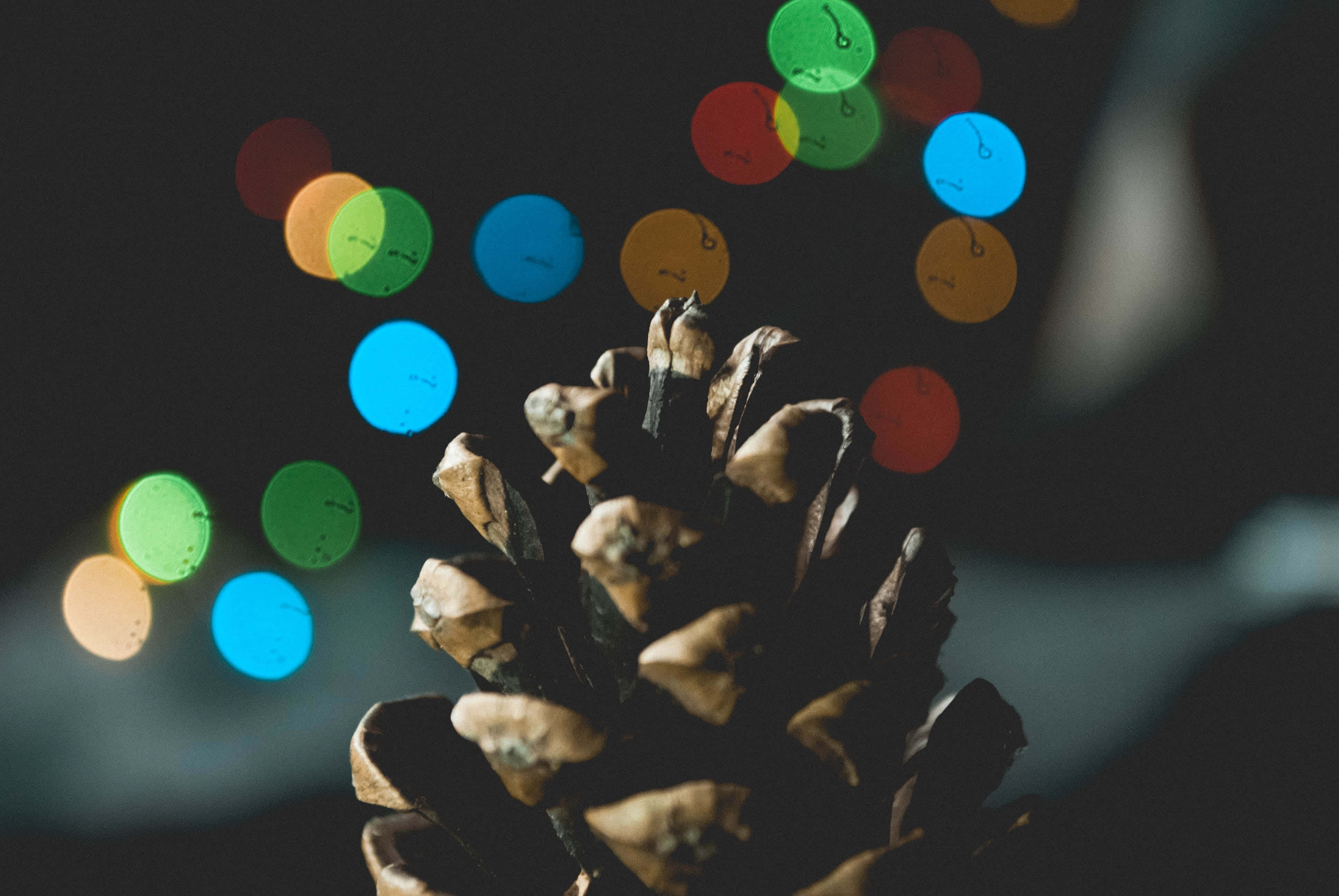 Çam Kozalağı Yakın Çekim Noel Fotoğraf Arka Planı Duvar Kağıdı