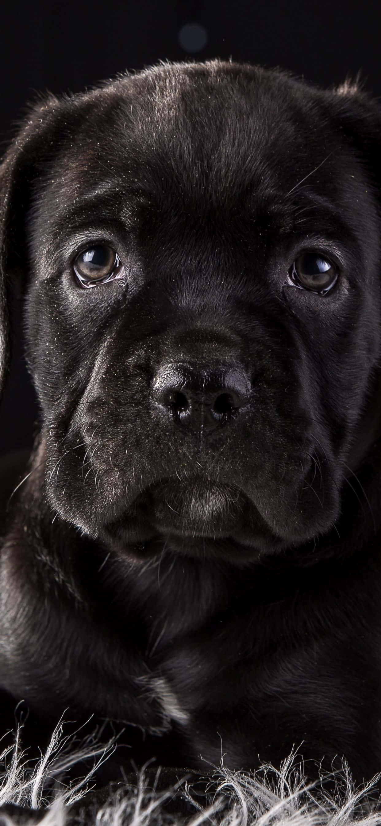 Cane Corso - Sadık ve Sevecen Bir Irk Duvar Kağıdı