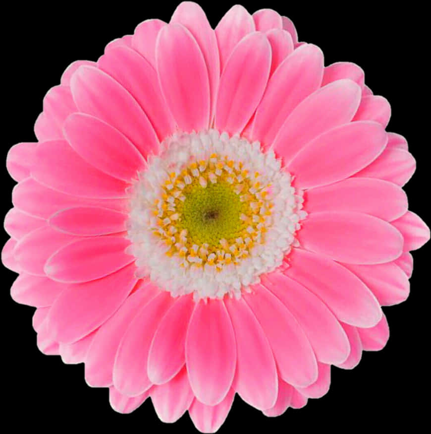 Canlı Pembe Gerbera Papatyası Siyah Arkaplan Duvar Kağıdı