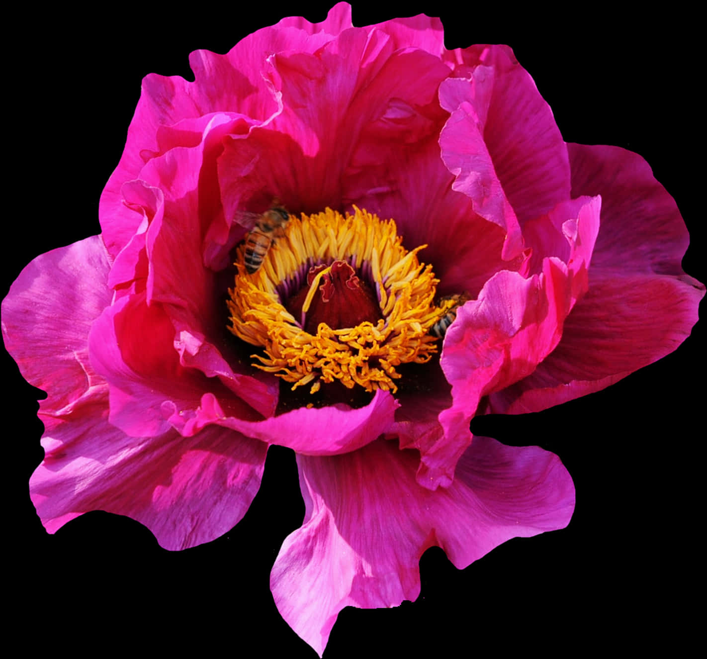 Canlı Pembe Şakayık ve Arı Duvar Kağıdı