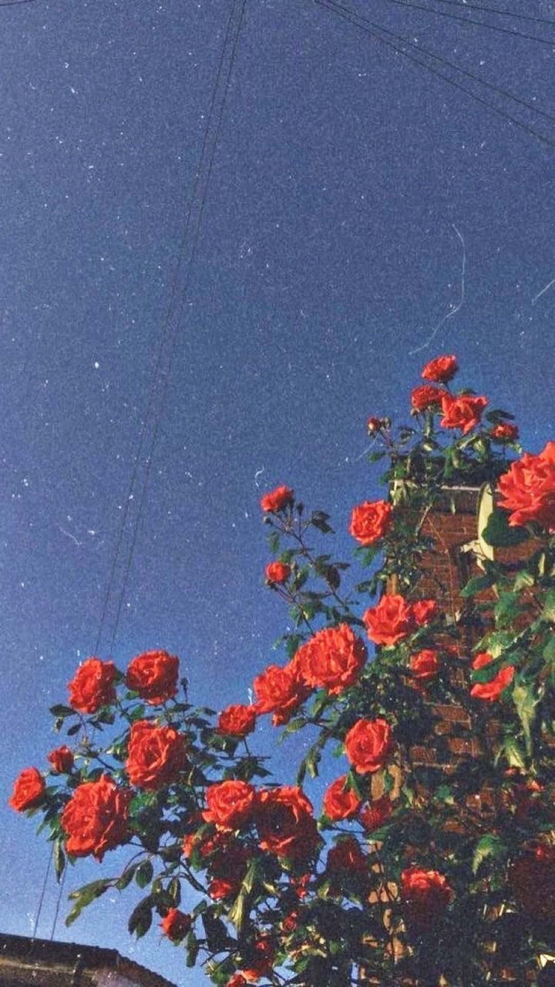 Canlı renklerin ve nostaljik hislerin tadını çıkarın: Aesthetic Retro! Duvar Kağıdı
