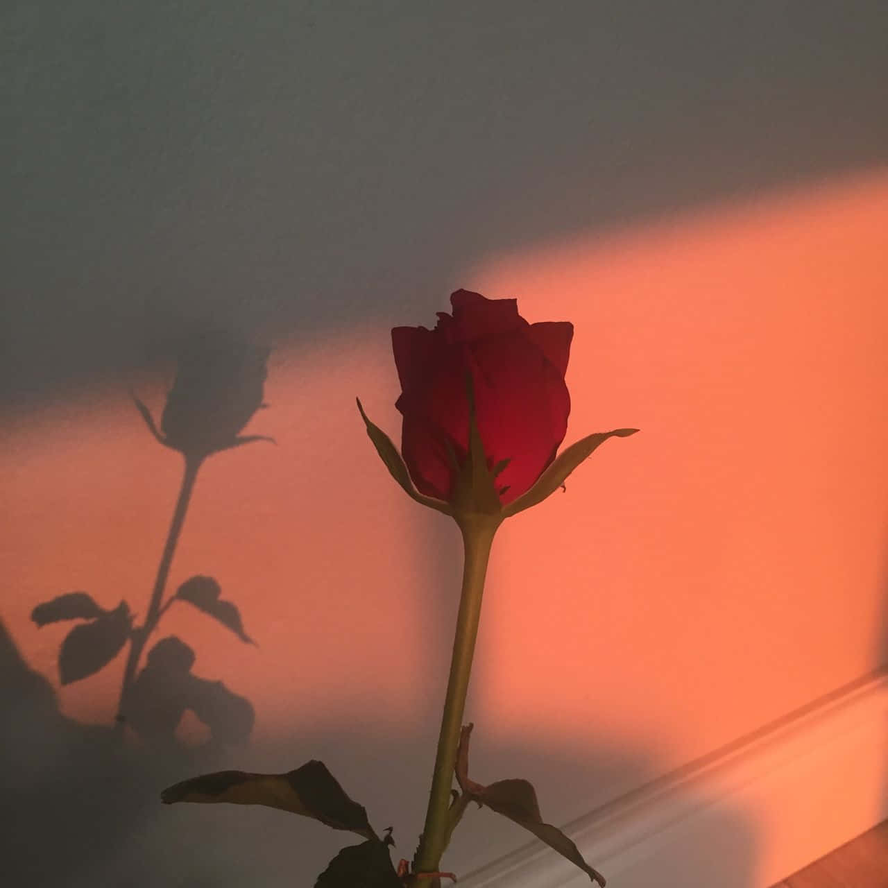 Canlı kırmızı bir gül, yumuşak odaklı estetik bir ortamda öne çıkıyor. Duvar Kağıdı