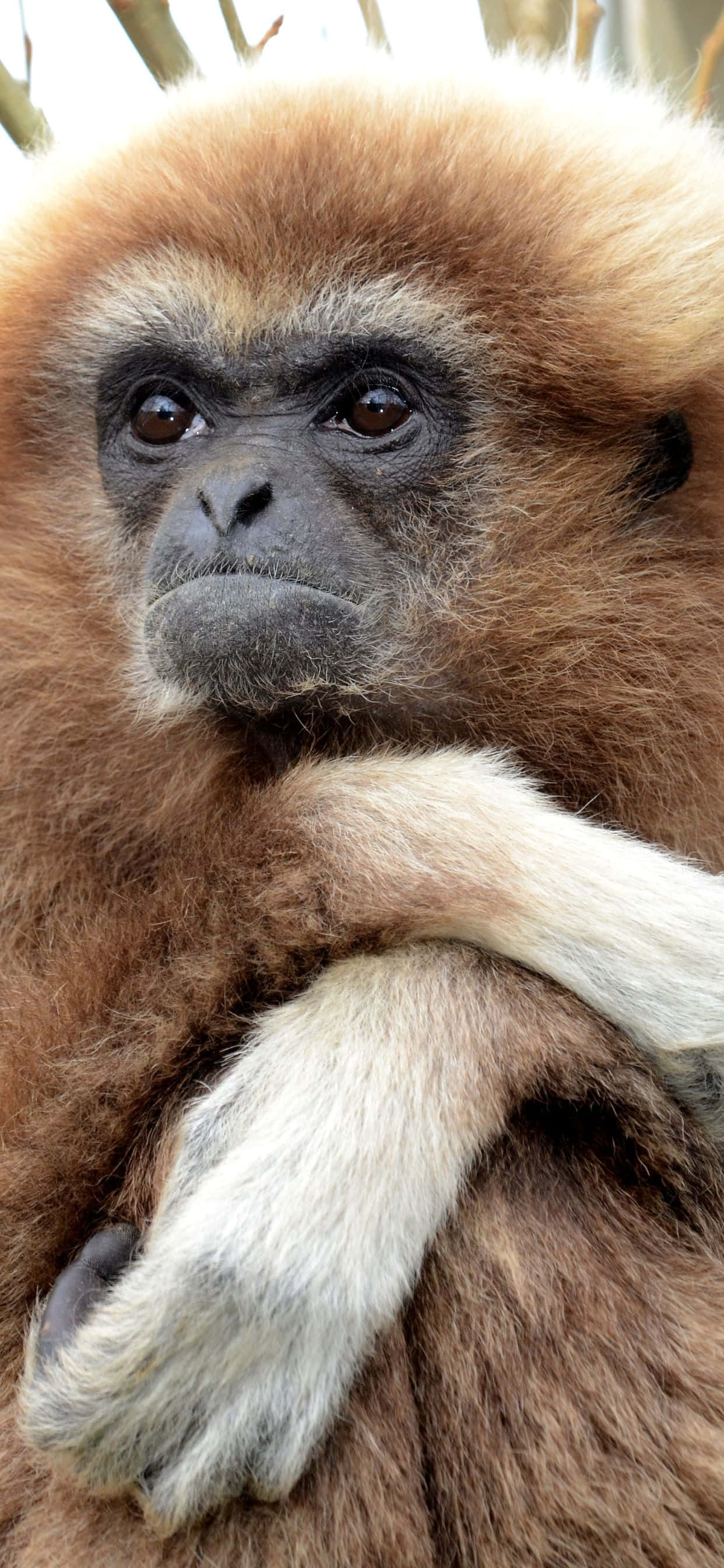 Çarpıcı iPhone XS Max Gibbon'un yakın çekim görüntüsü Duvar Kağıdı