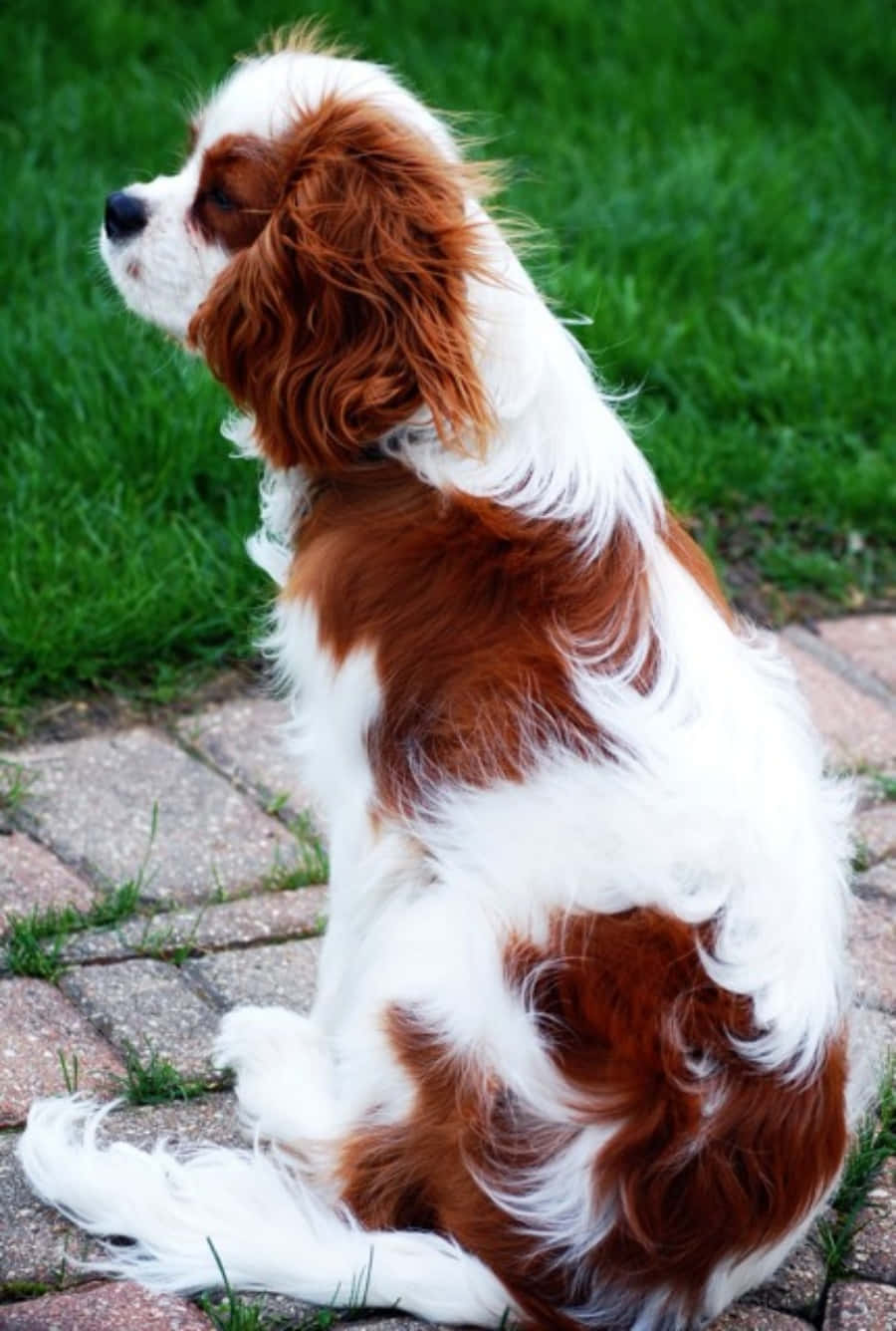 Cavalier King Charles Spaniel Köpek Resmi Duvar Kağıdı