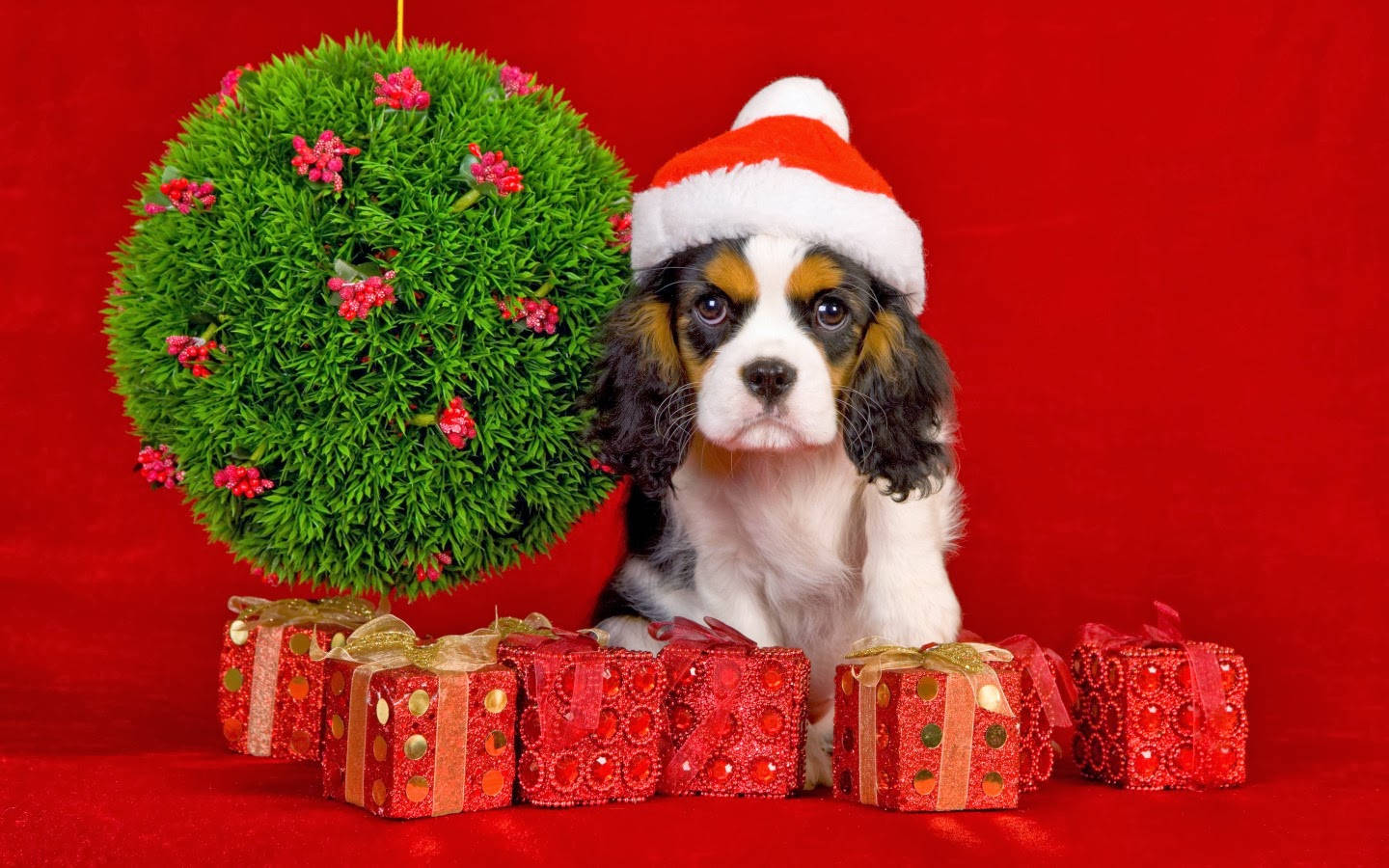 Cavalier Yavru Köpek Noel Hediyeleri Duvar Kağıdı