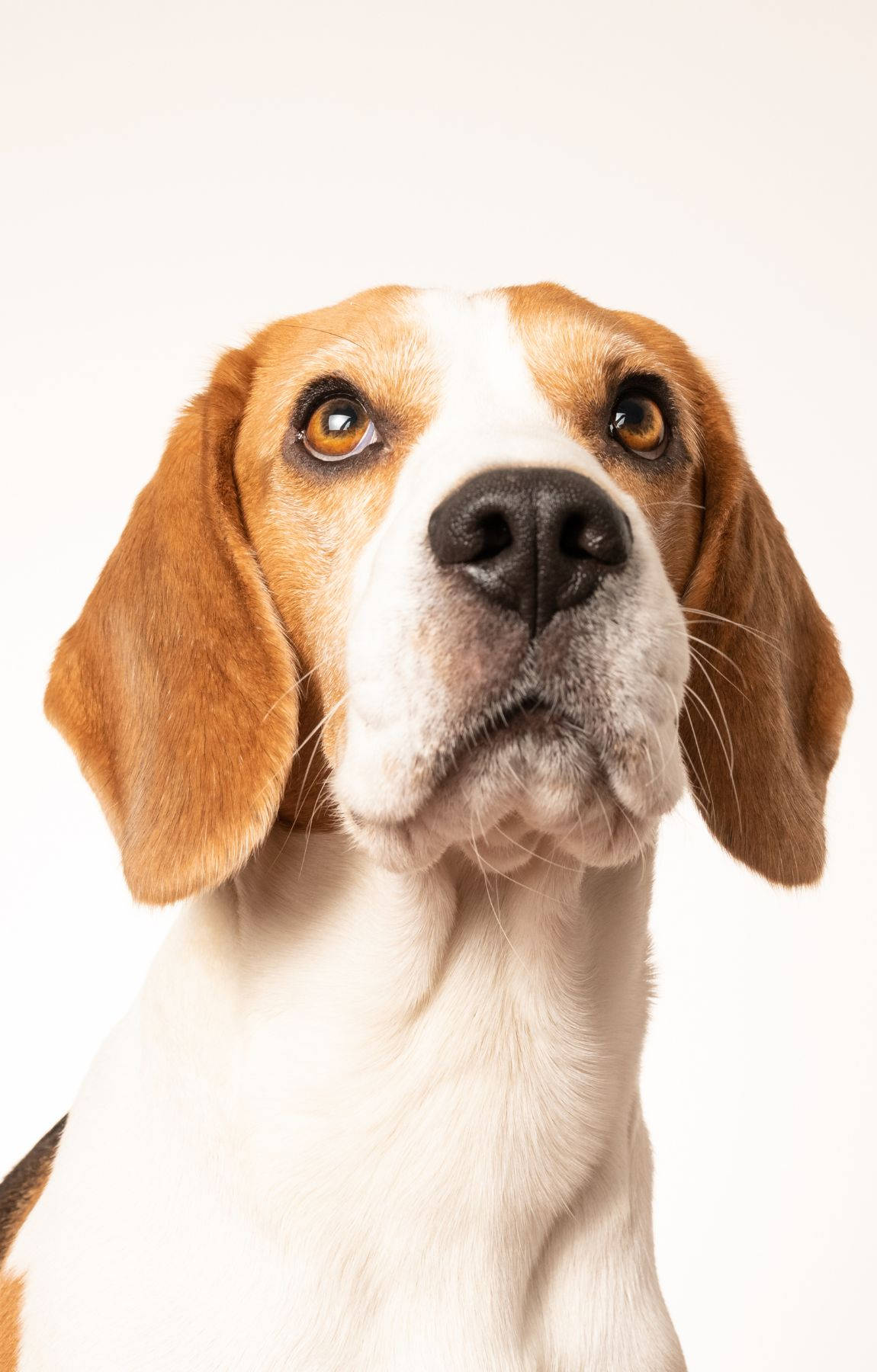 Çenesi Yukarıda Beagle Köpek Duvar Kağıdı