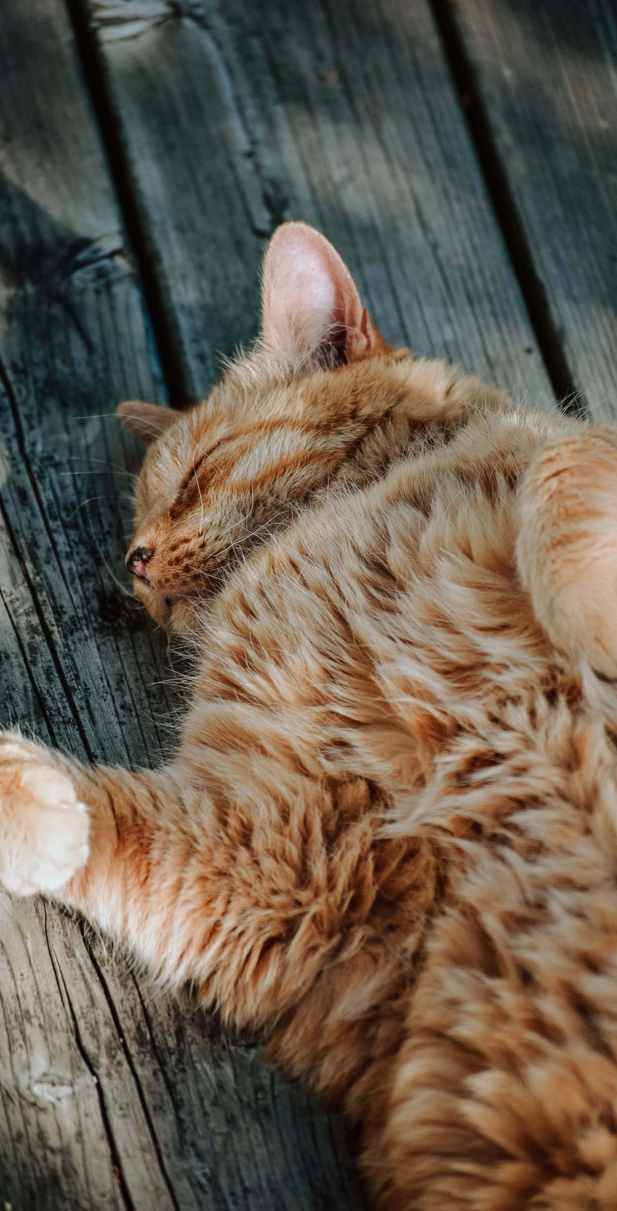Cesur Turuncu Kedi Resmi Duvar Kağıdı