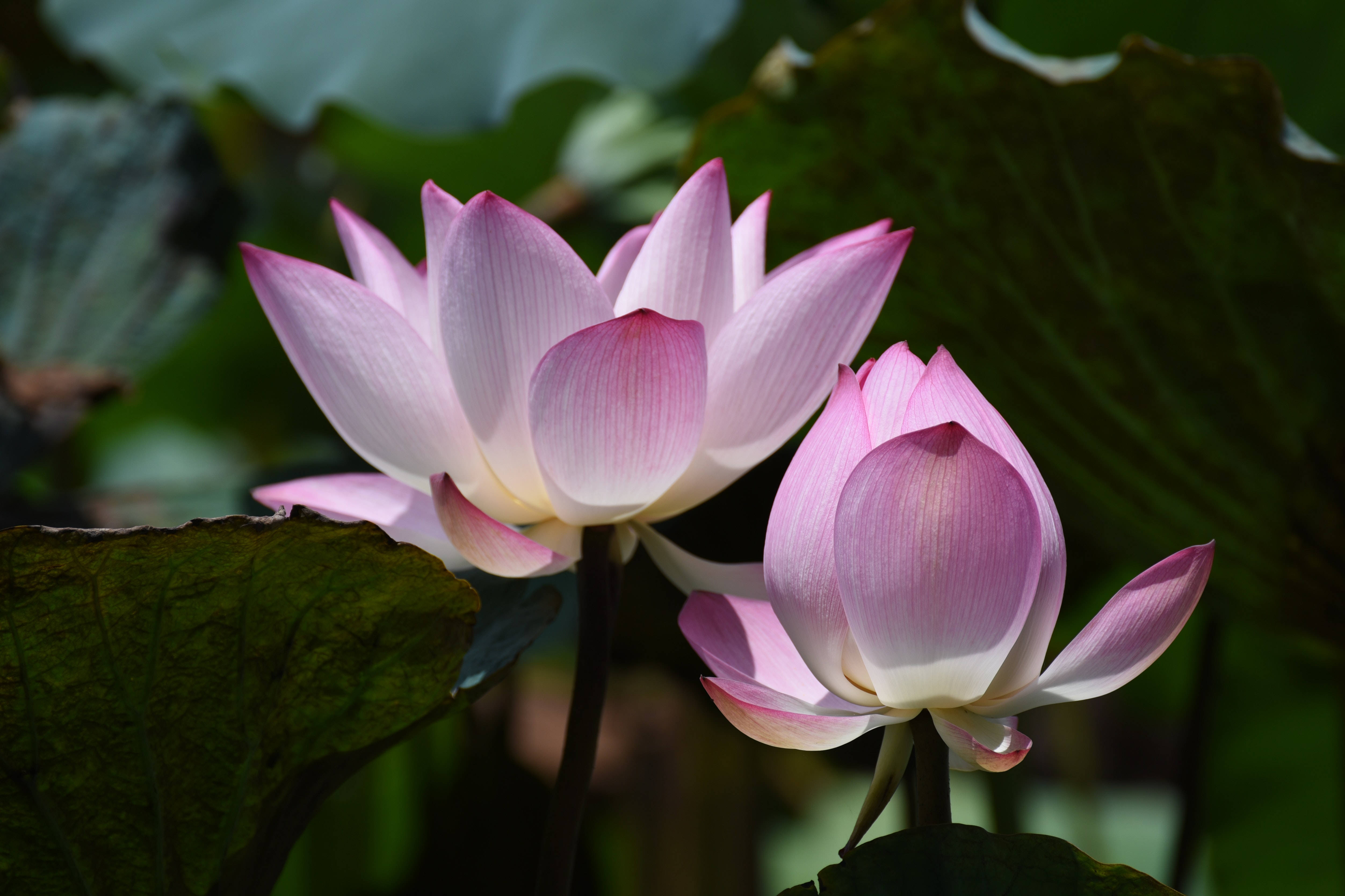 Chawan Basu Lotus Çiçeği Duvar Kağıdı