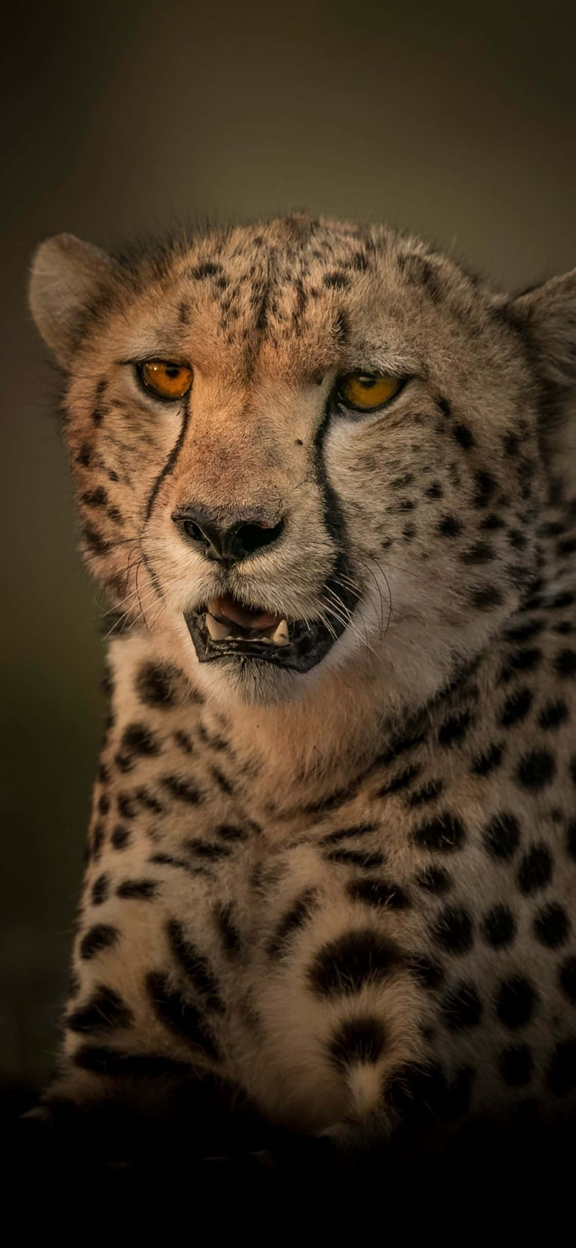 Cheetah iPhone ile Şıklığı Yakalayın Duvar Kağıdı
