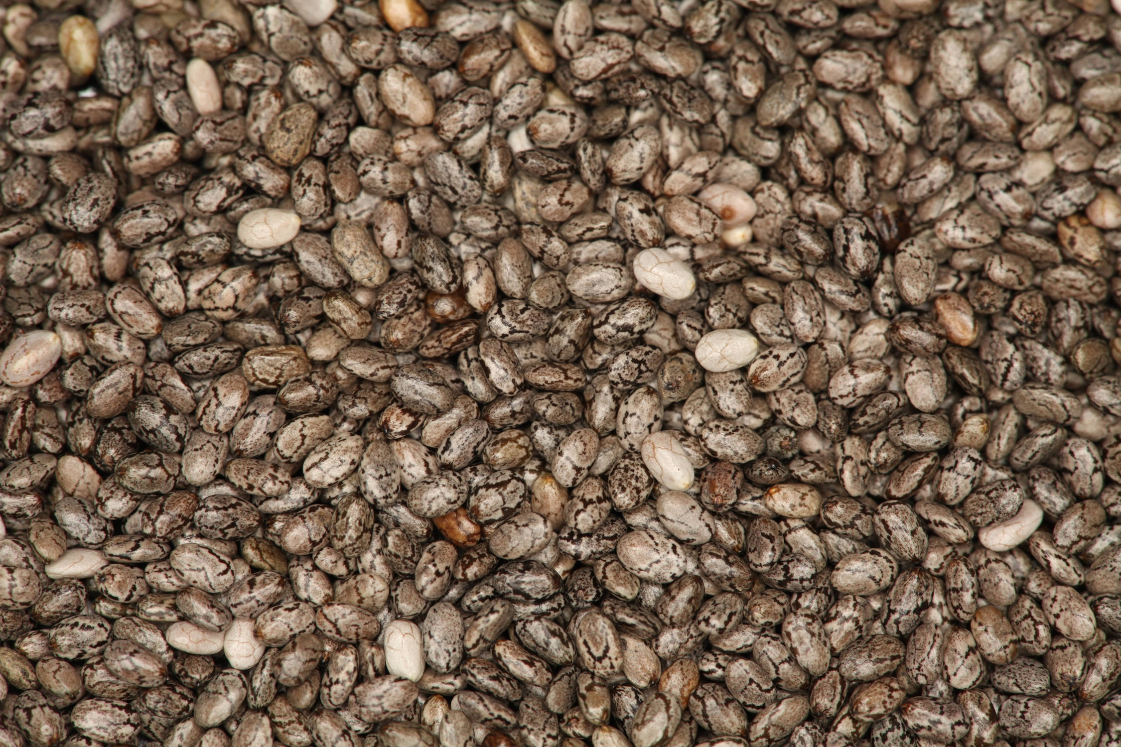 Chia Tohumu Ezmesi Duvar Kağıdı