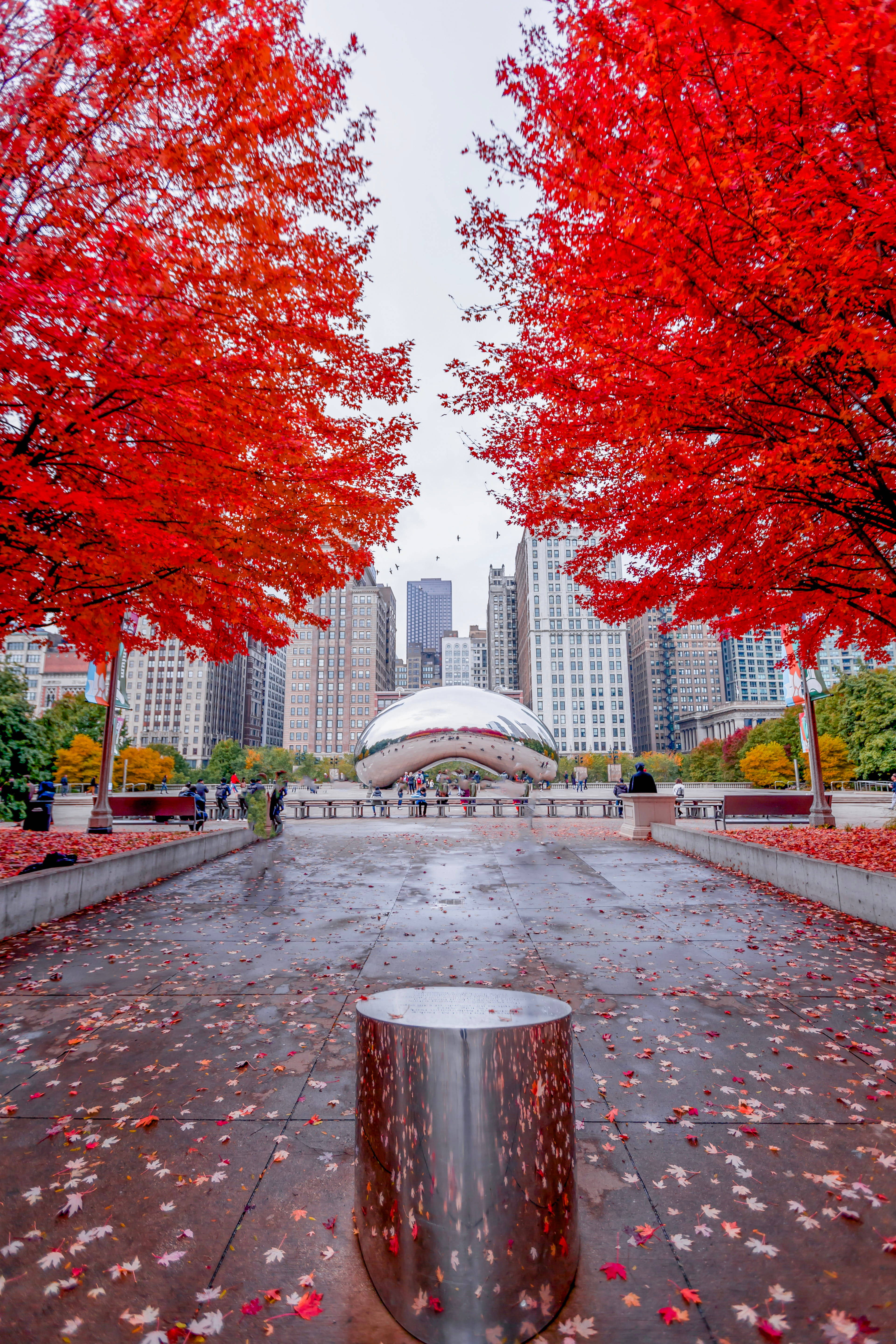 Chicago Bean Kırmızı Yapraklar Duvar Kağıdı