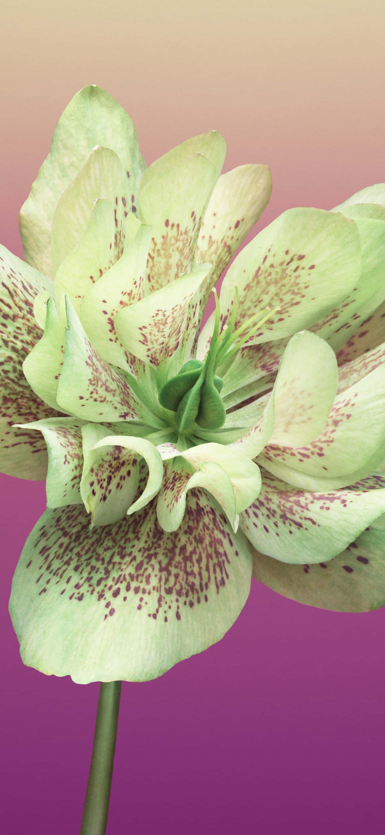 Çiçek iPhone Helleborus Orientalis Resmi Duvar Kağıdı