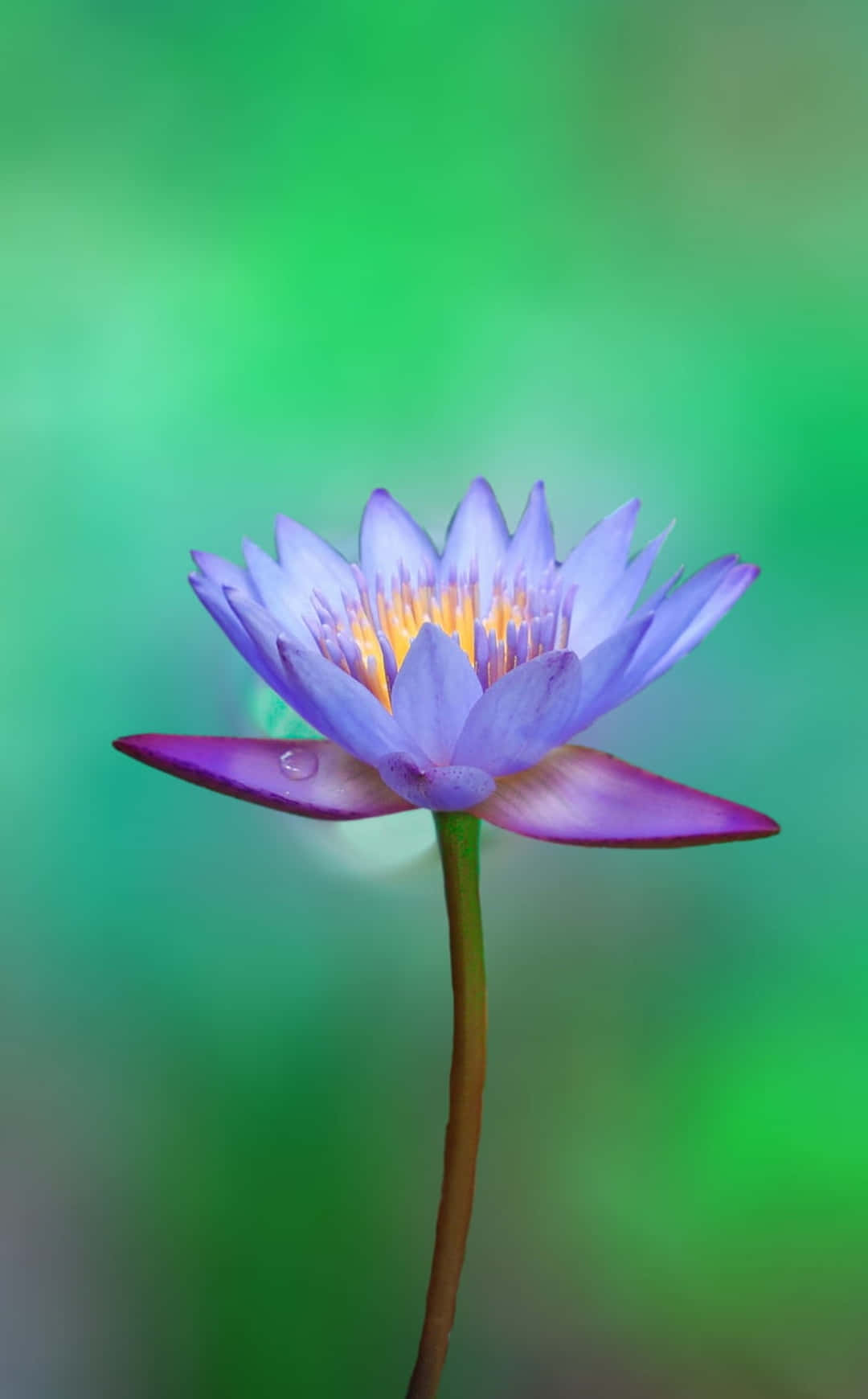 Çiçek iPhone Posterazzi Lotus Fotoğrafçılık Resmi Duvar Kağıdı