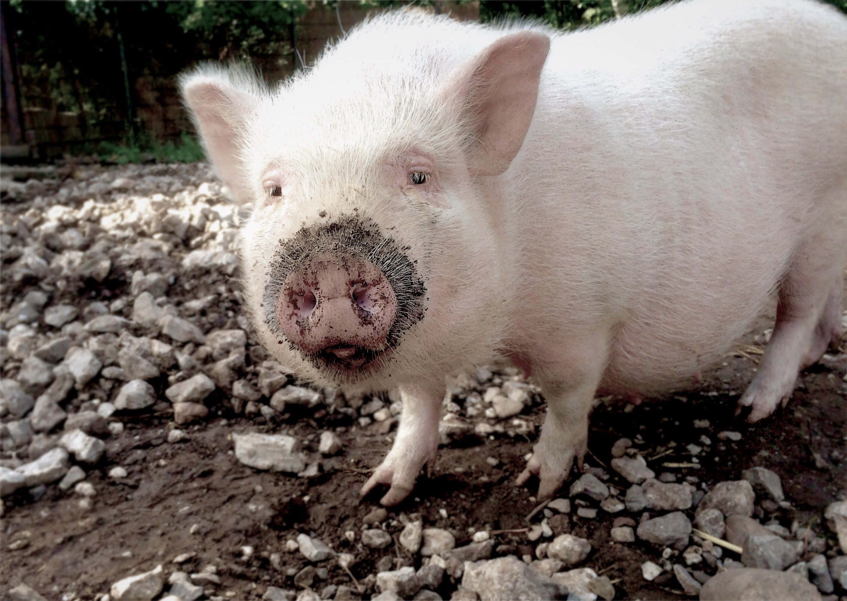 Çiftlikteki En Tatlı Domuz Peppa ile Tanışın Duvar Kağıdı