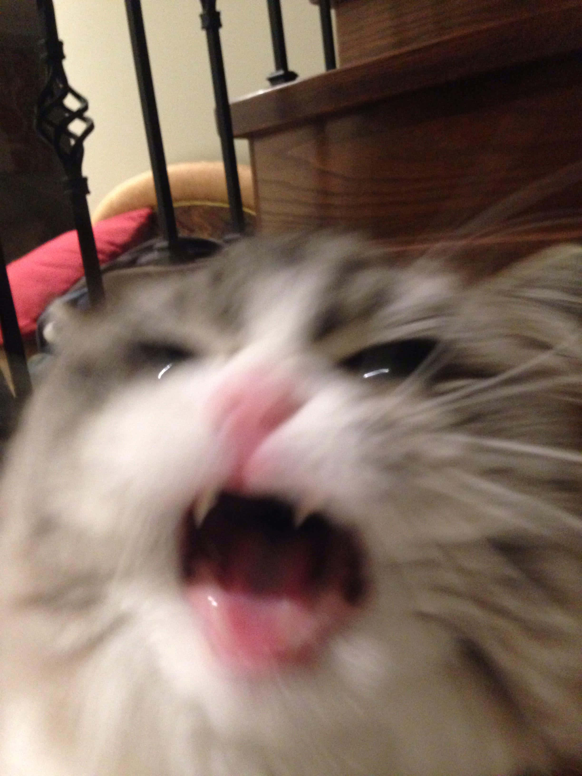 Çığlık Atan Sevimli Kedi PFP Duvar Kağıdı