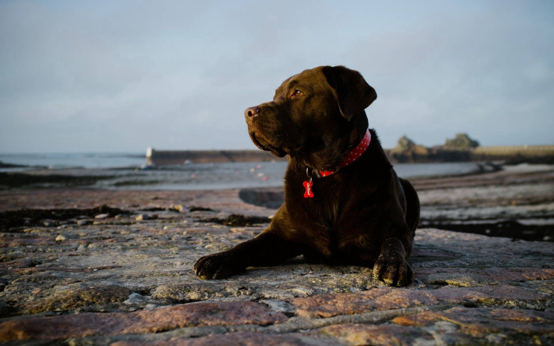 Deniz kenarında kayalık arazide Çikolata Labrador köpek duvar kağıdı