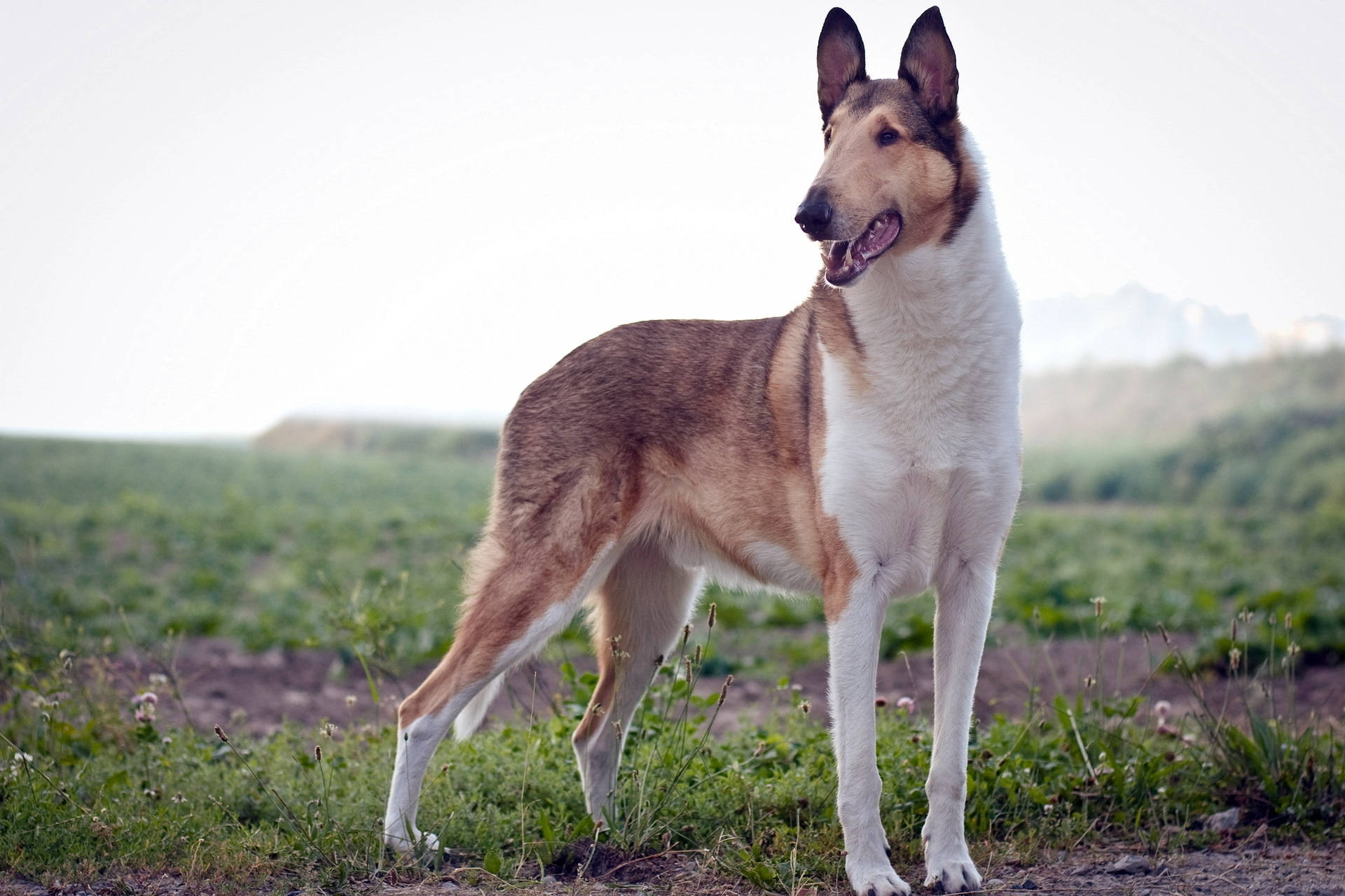 "Çimenlerde Oynayan Güzel Bir Düz Tüylü Collie!" Duvar Kağıdı