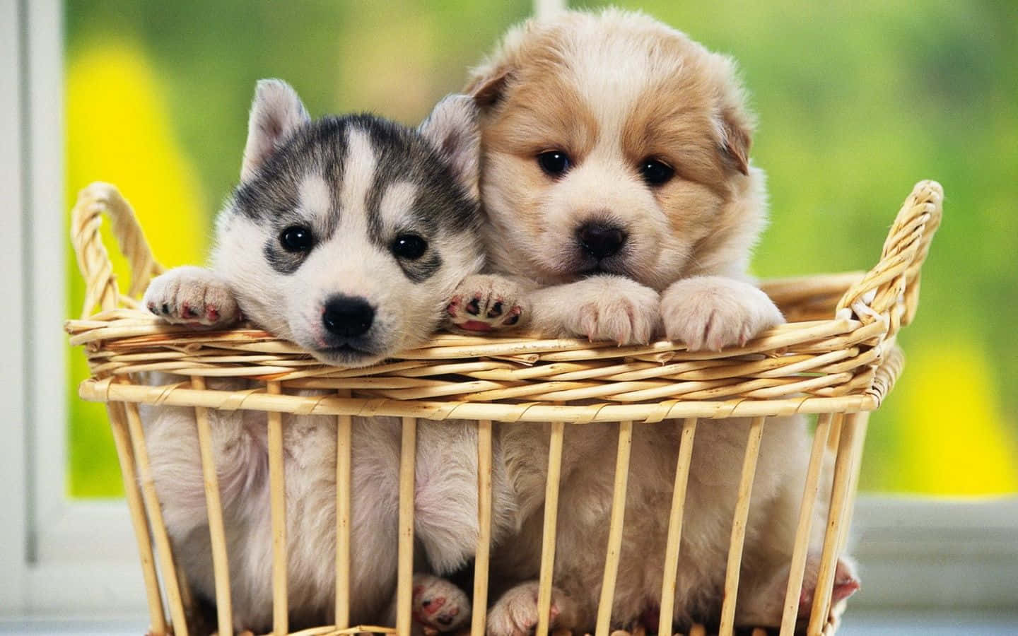 Çimenlerde Uzanan Sevimli Köpek Yavrusu Duvar Kağıdı