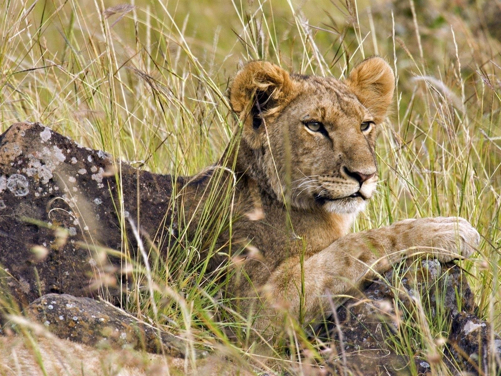 Aslan, pençesi bir taşın üzerinde, Savannah'da av için çevresini kollayarak çimenlerde yatıyor.
