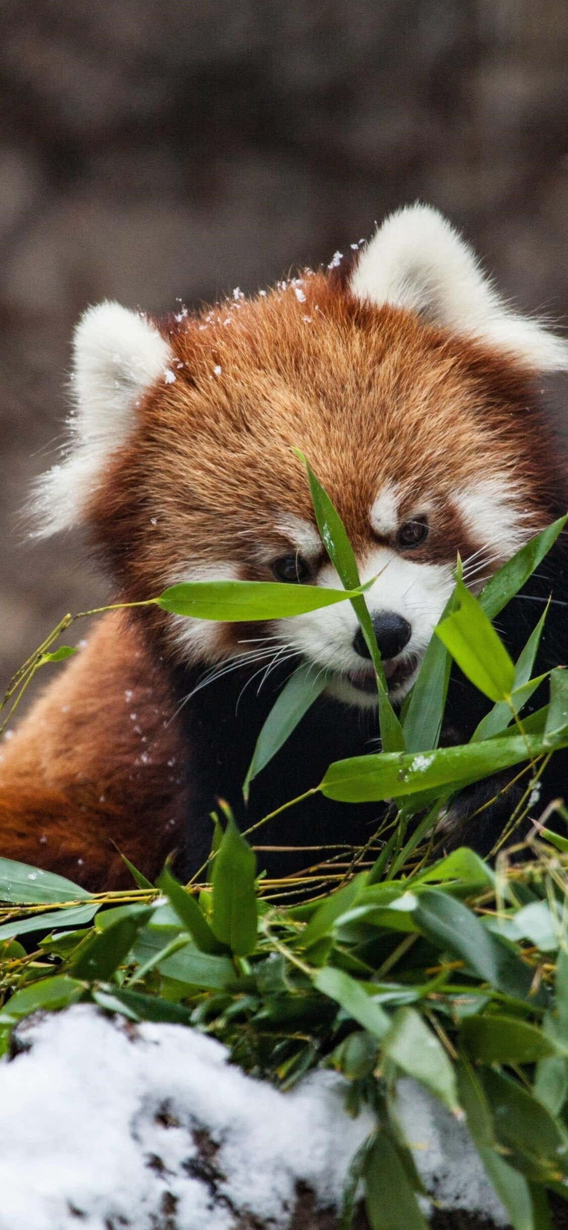Çimenlerde Saklanan Sevimli Kızıl Panda Resmi Duvar Kağıdı