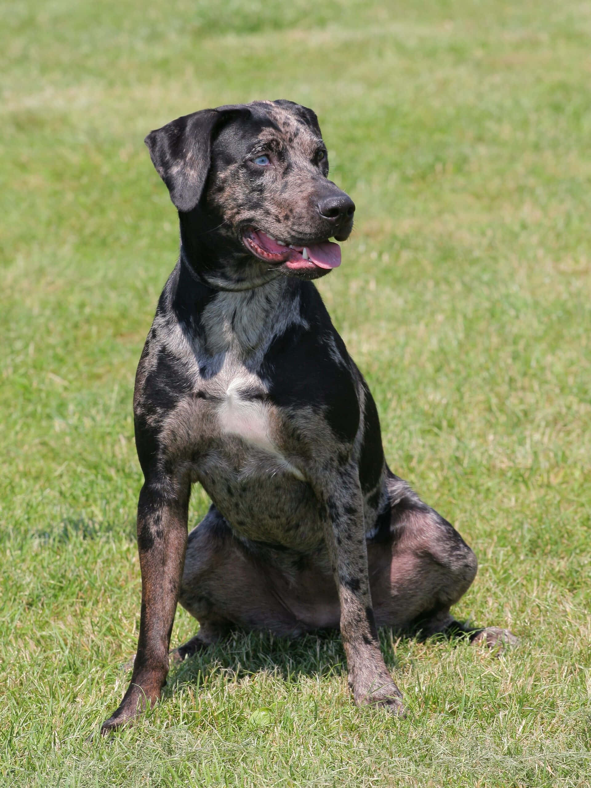 çimlerin üzerinde oturan bir köpek Duvar Kağıdı