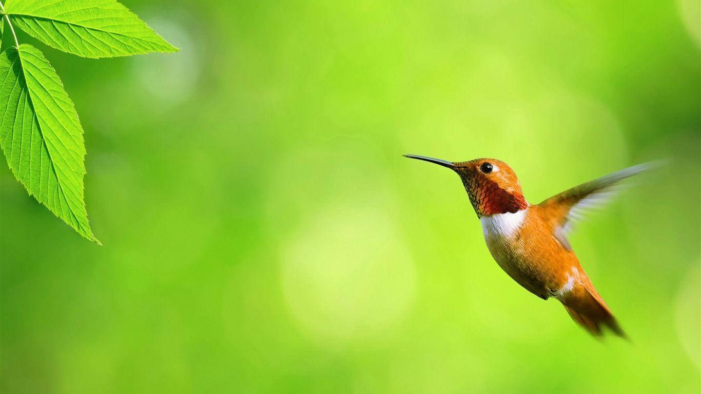 Colibri Sinek Kuşu Sevimli Masaüstü Duvar Kağıdı