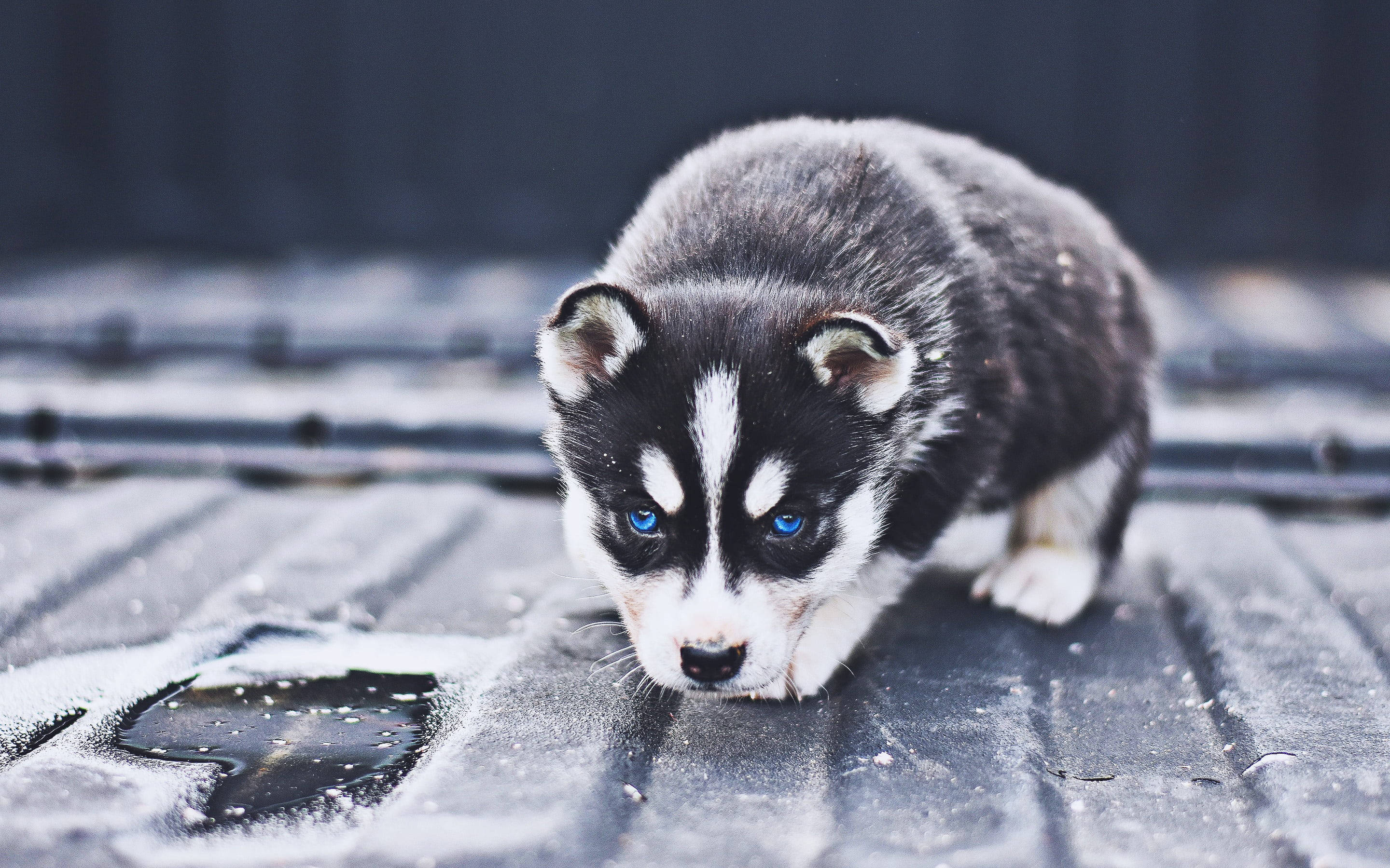 Çömelmiş Siyah Husky Yavrusu Duvar Kağıdı
