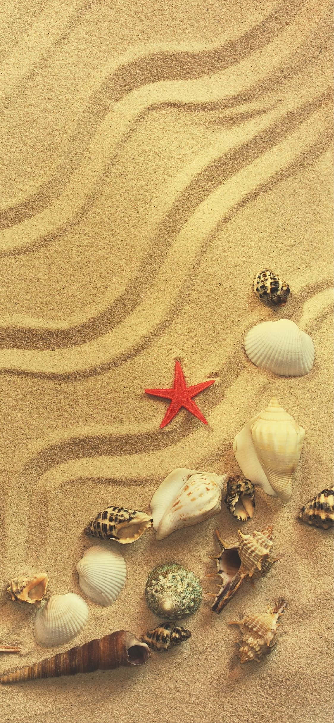 Conches ve Deniz Kabukları iPhone X Yaz Arkaplanı Duvar Kağıdı