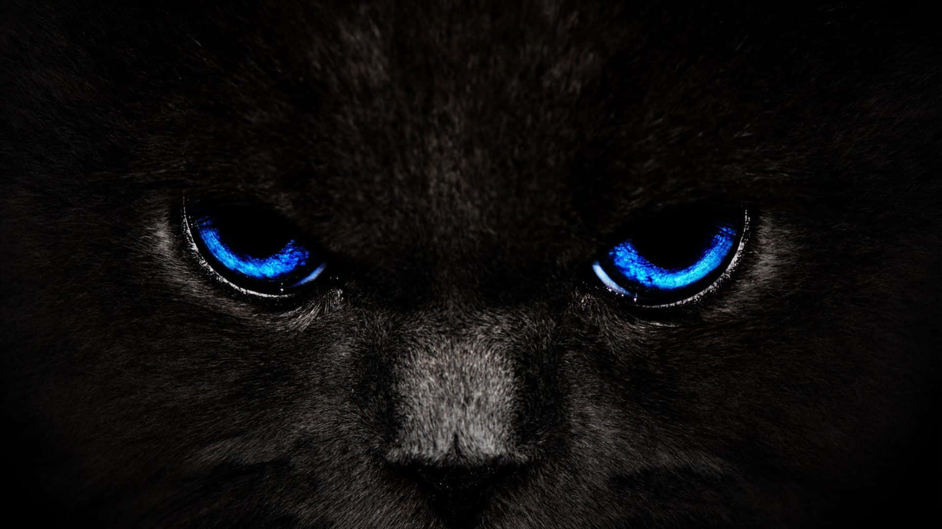 Cool Black'in güzelliğini ve dinamizmini keşfedin Duvar Kağıdı