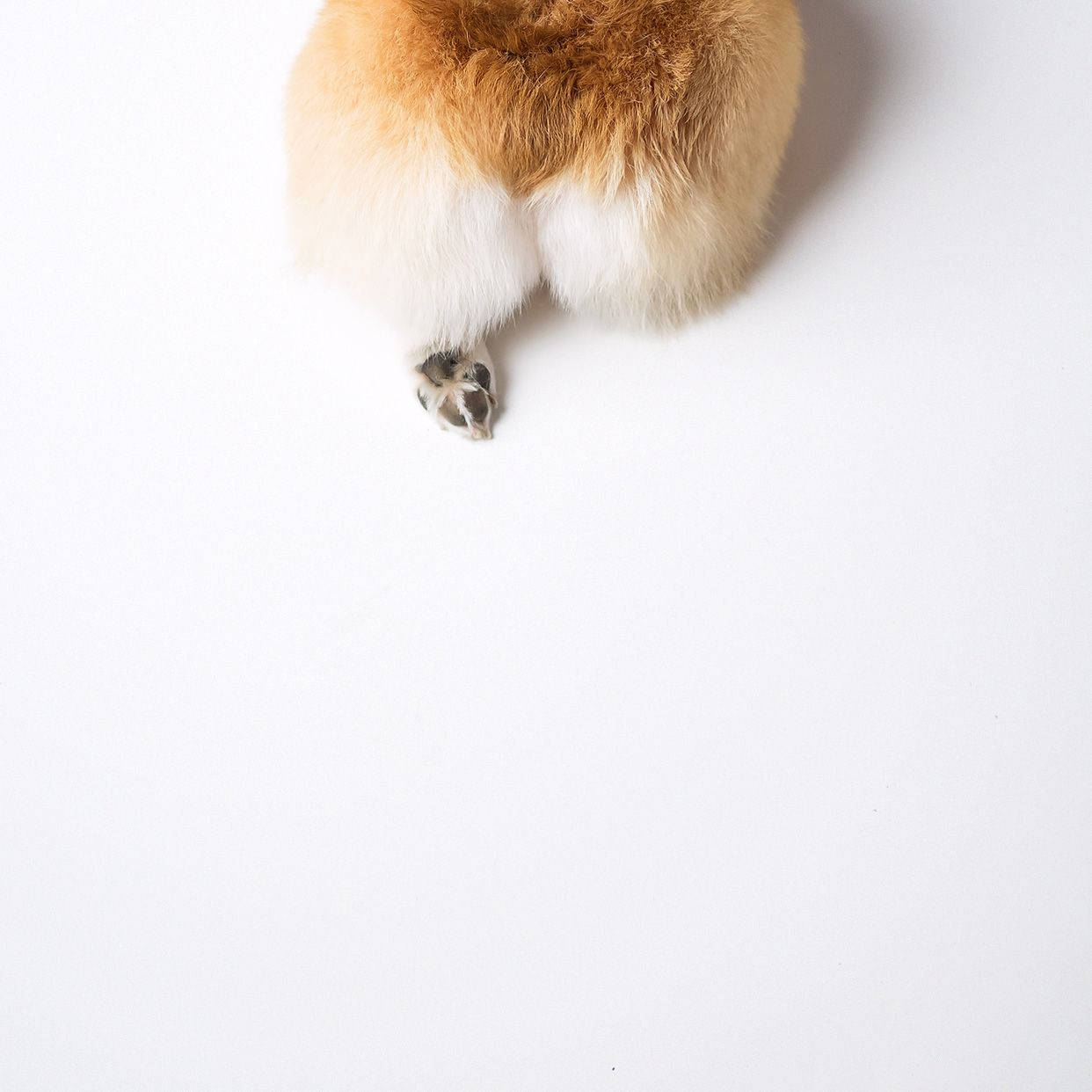 Corgi Popoları Duvar Kağıdı