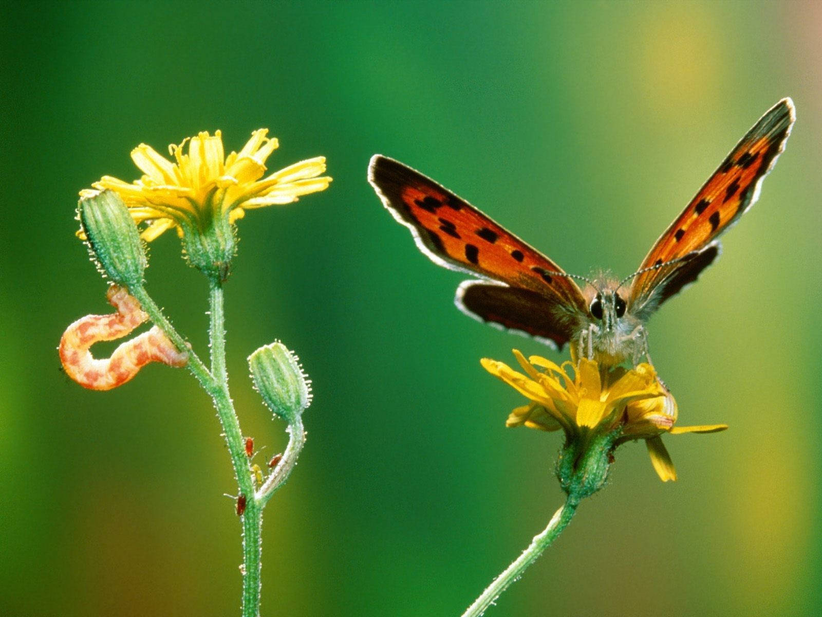 Crepis Bitkisindeki Tırtıl Duvar Kağıdı