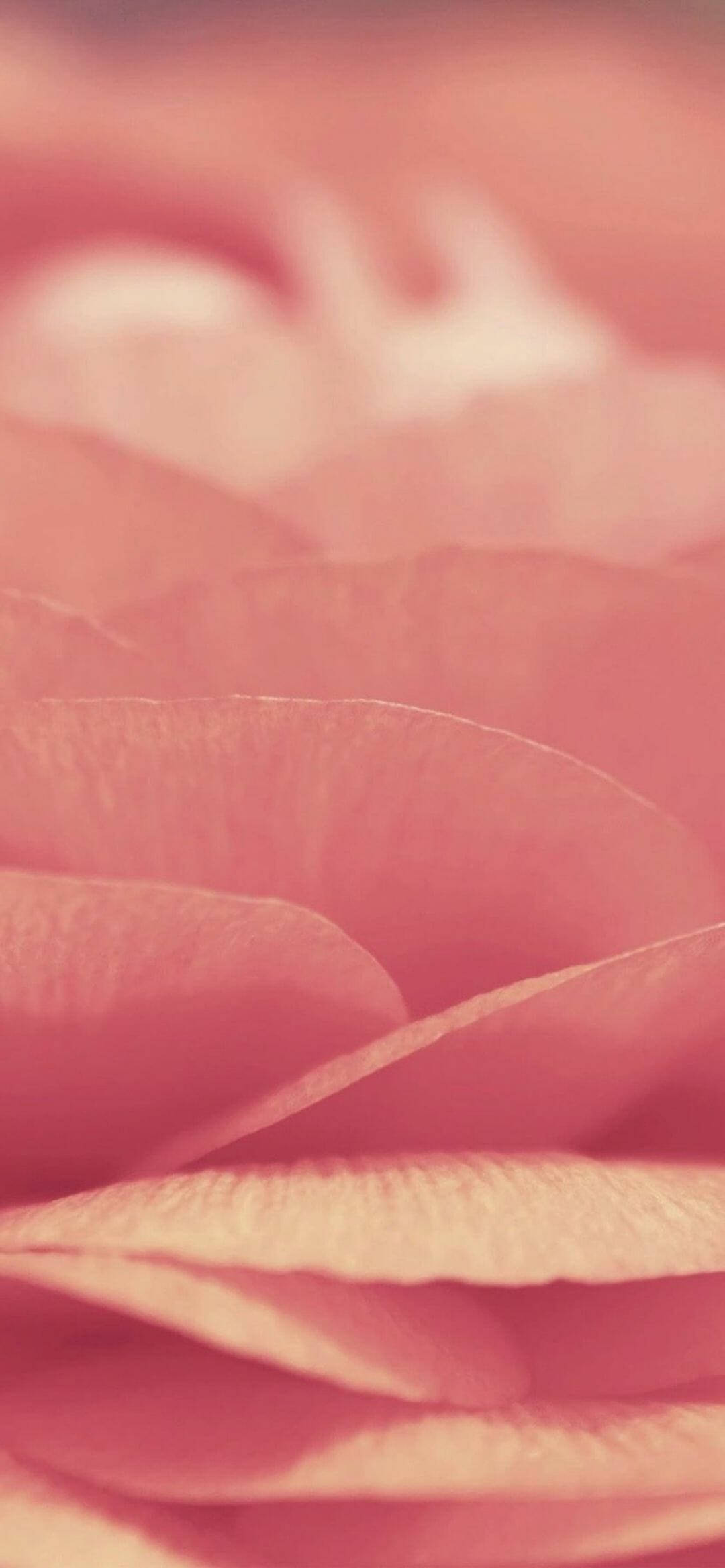 Çıtır Pembe Cipsler iPhone Xr Duvar Kağıdı