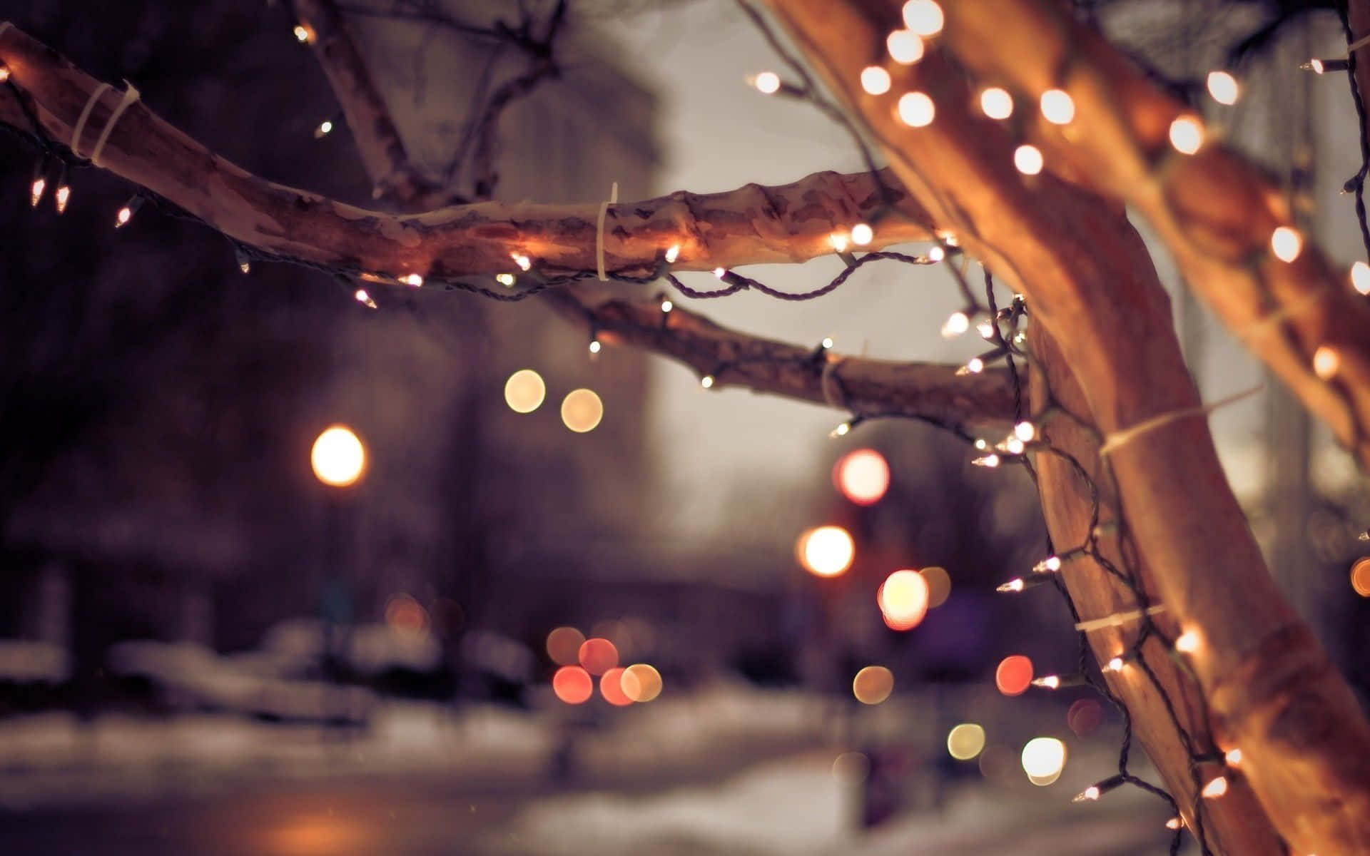 Daldan Sarkıtılan Noel Işığı Resmi Duvar Kağıdı