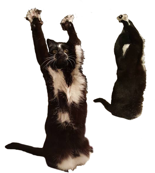 Dans Eden Kedi ve Bal Porsuğu Memi Duvar Kağıdı