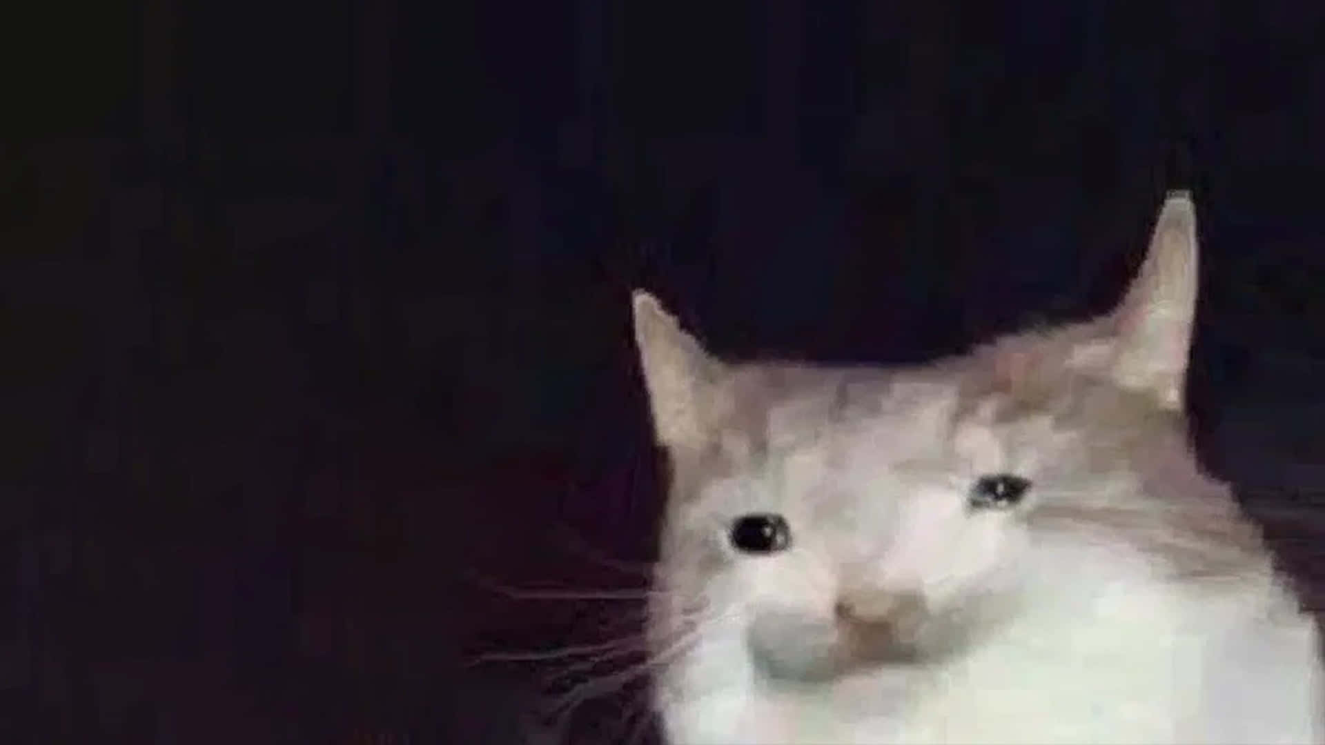 Deforme Kedi Meme Resmi Duvar Kağıdı