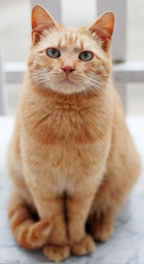 Değerli Turuncu Kedi Resmi Duvar Kağıdı